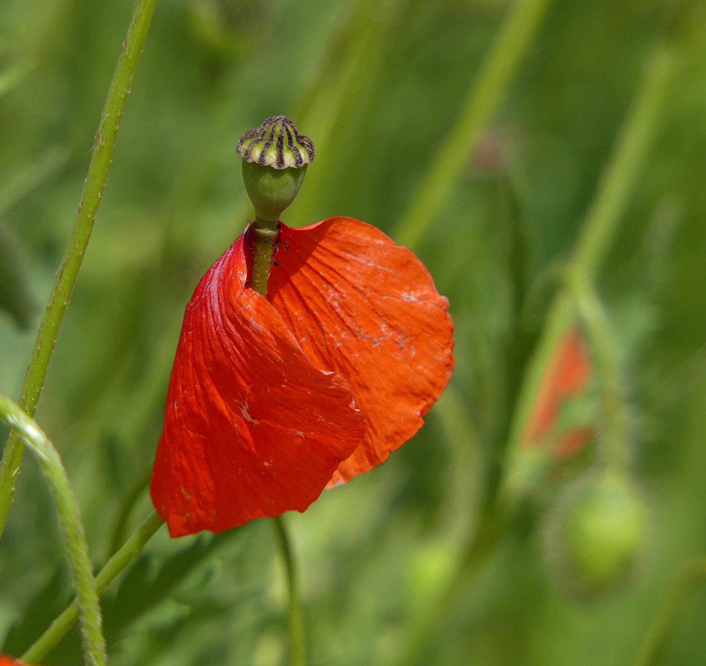 L'omino con la mantella
