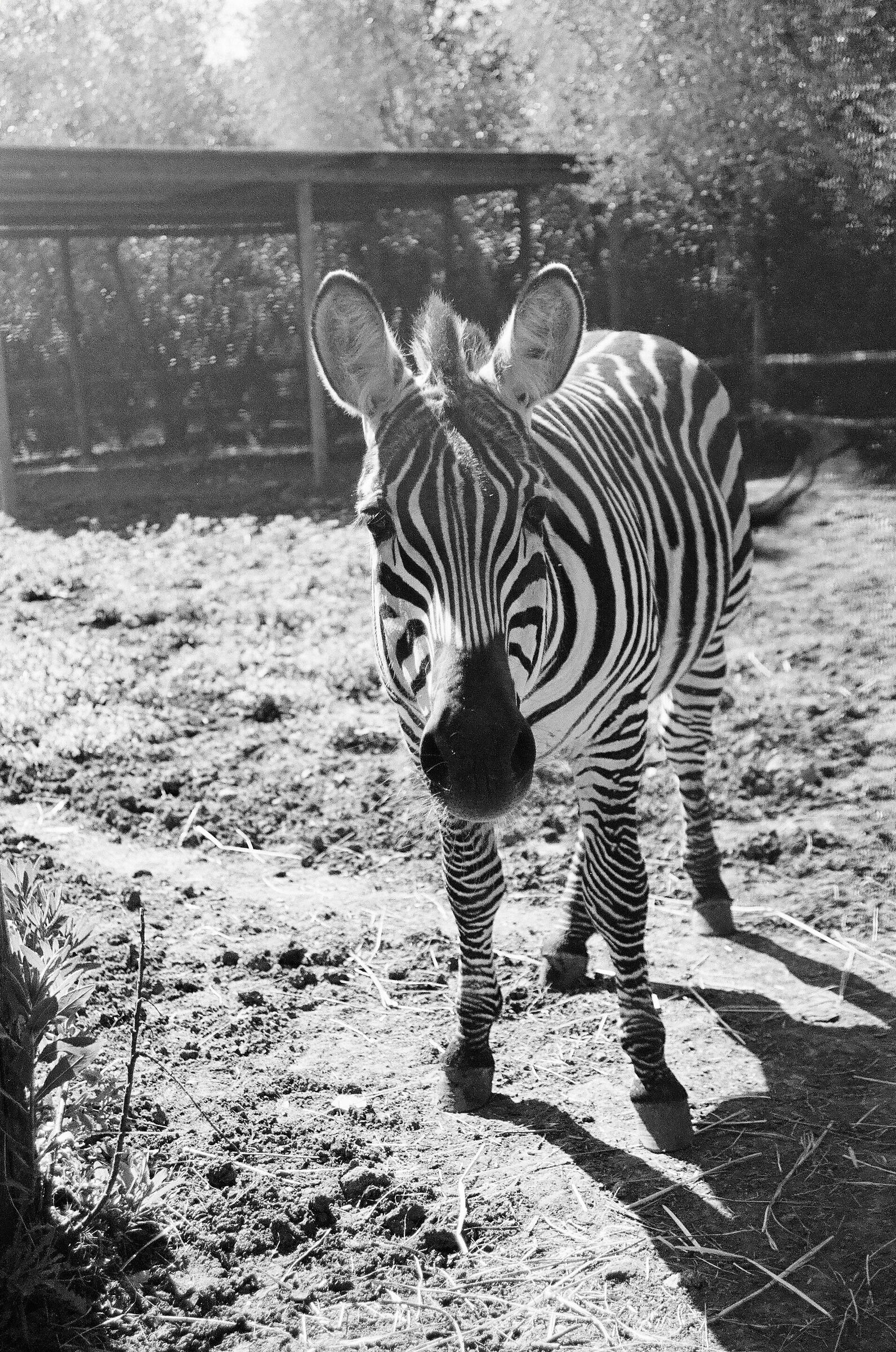Zebra B&W