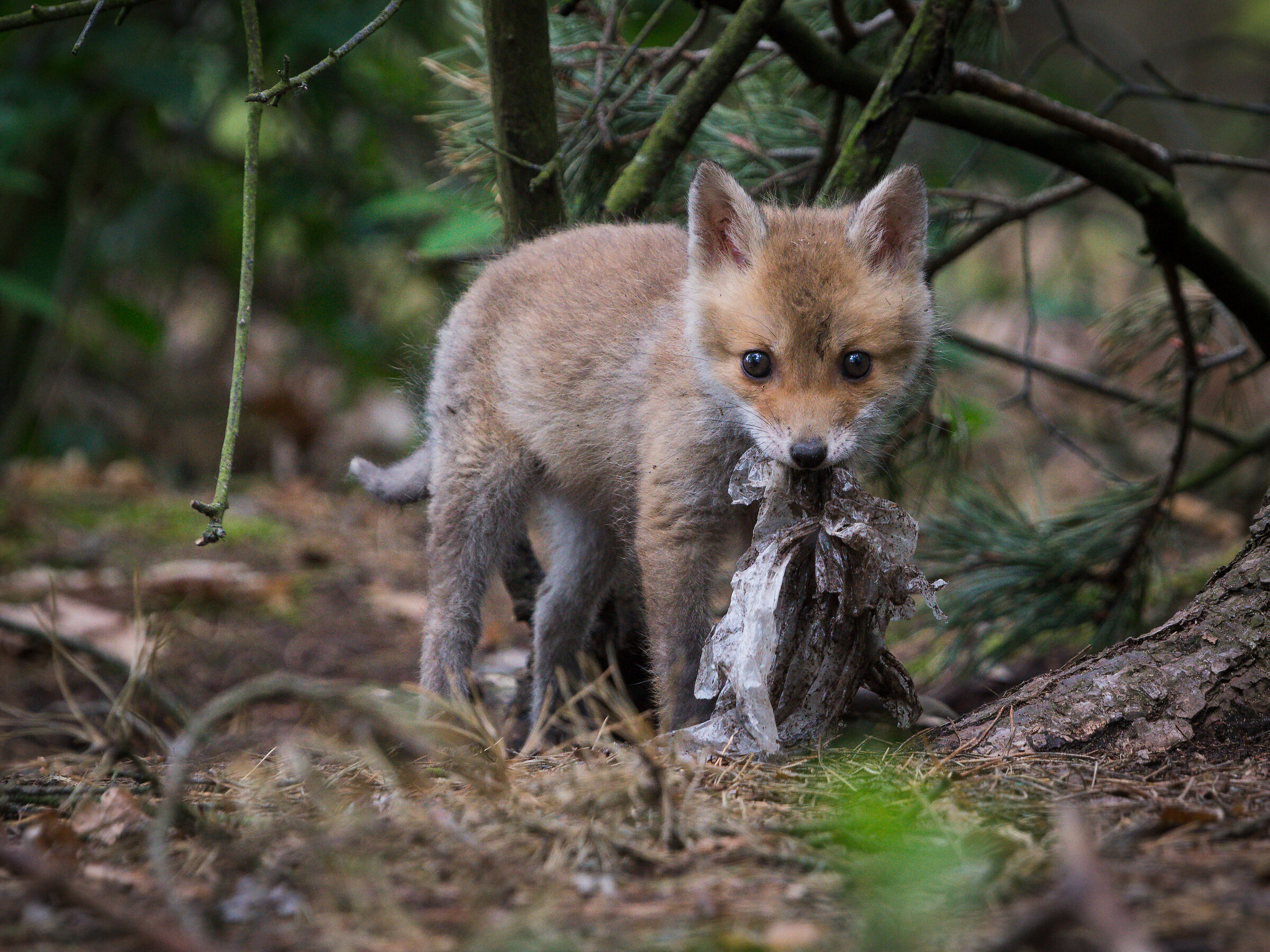 Volpe rossa (Vulpes vulpes)