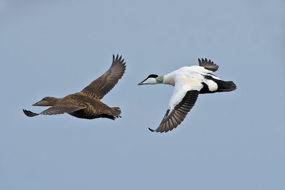 Coppia di Edredoni in volo