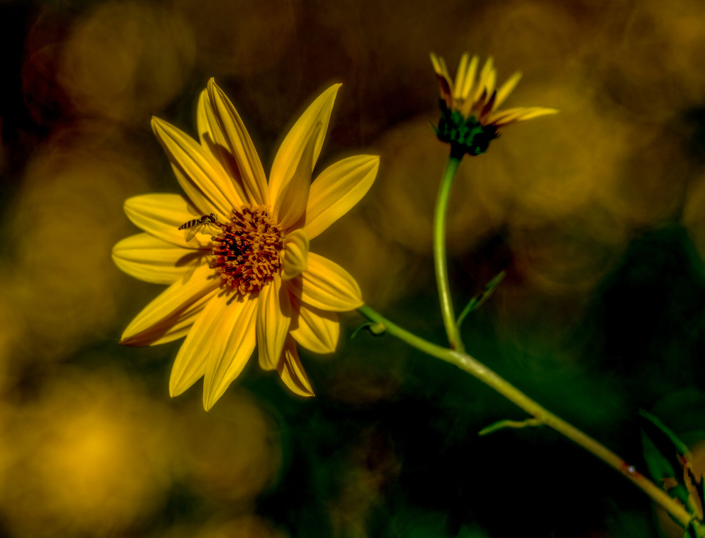 Magicamente Trioplan 8