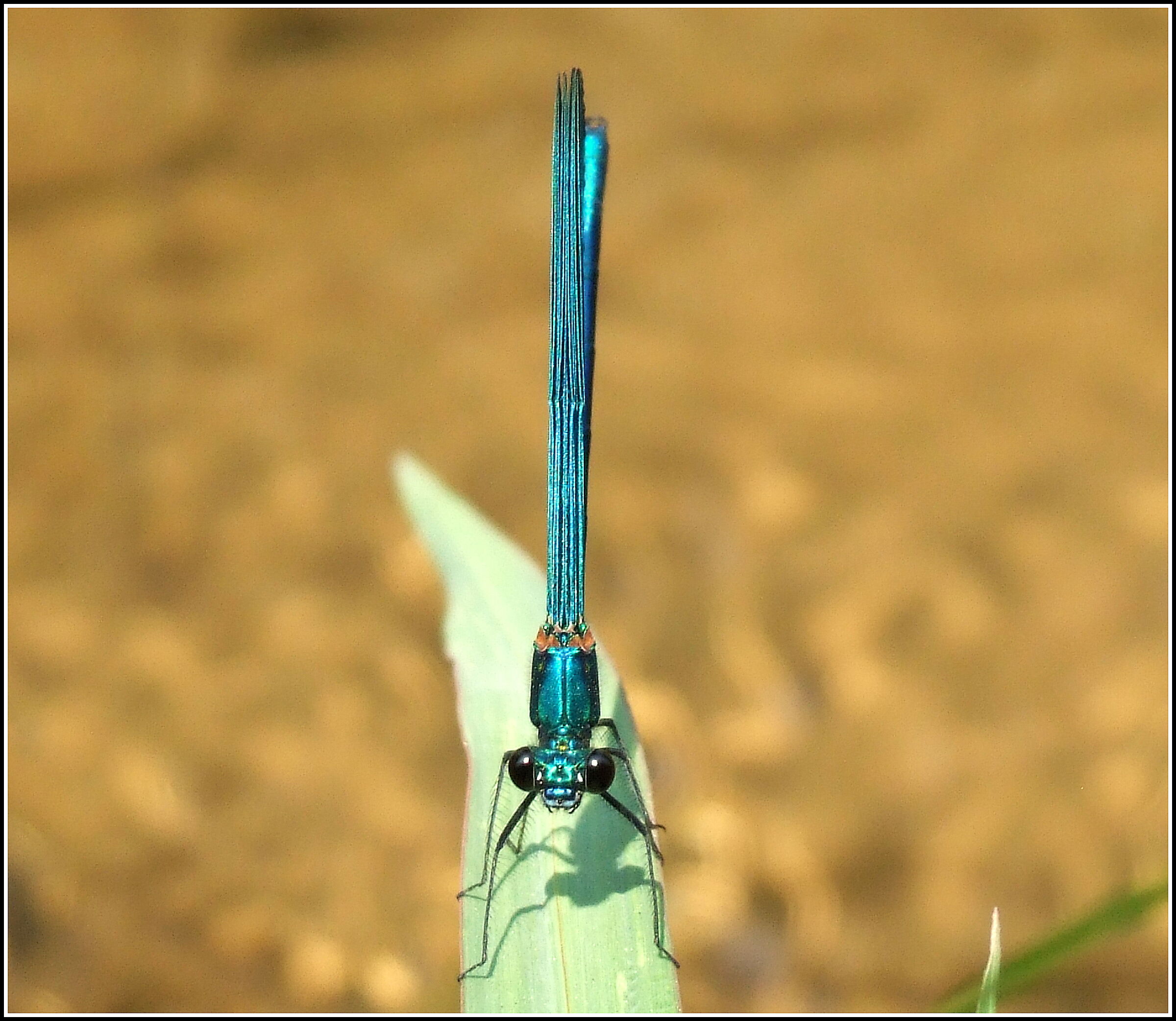 "Calopteryx splendens" male