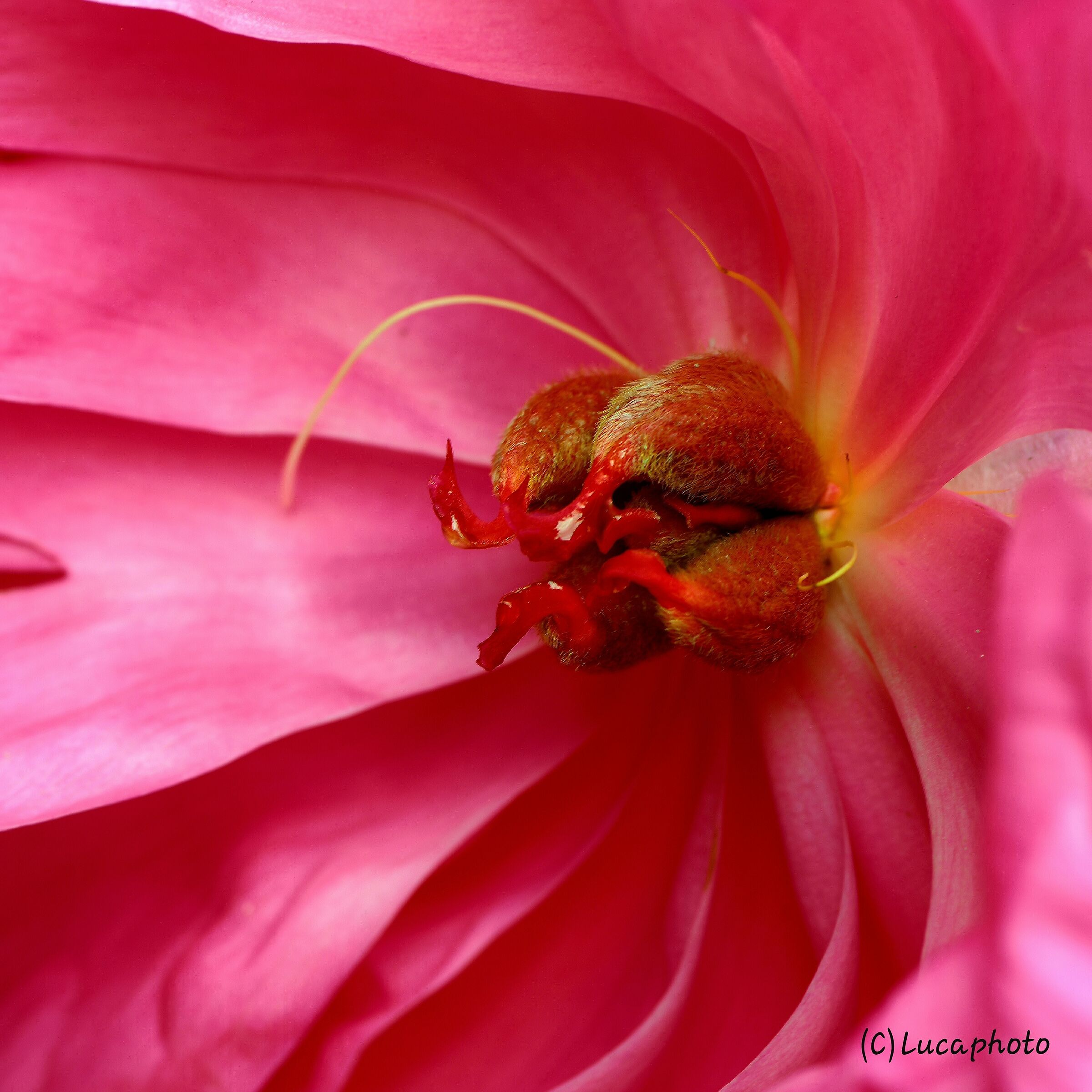 The Flower of the peony
