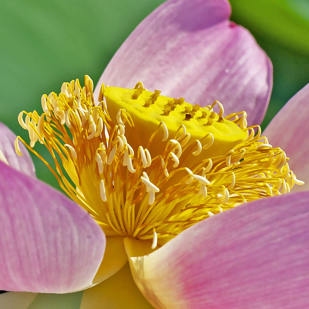 In a flower There is a world full of love