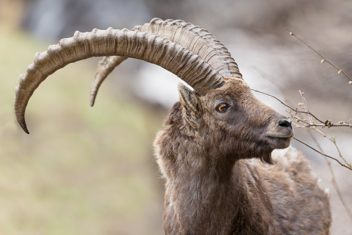 Ritratto di Stambecco ...
