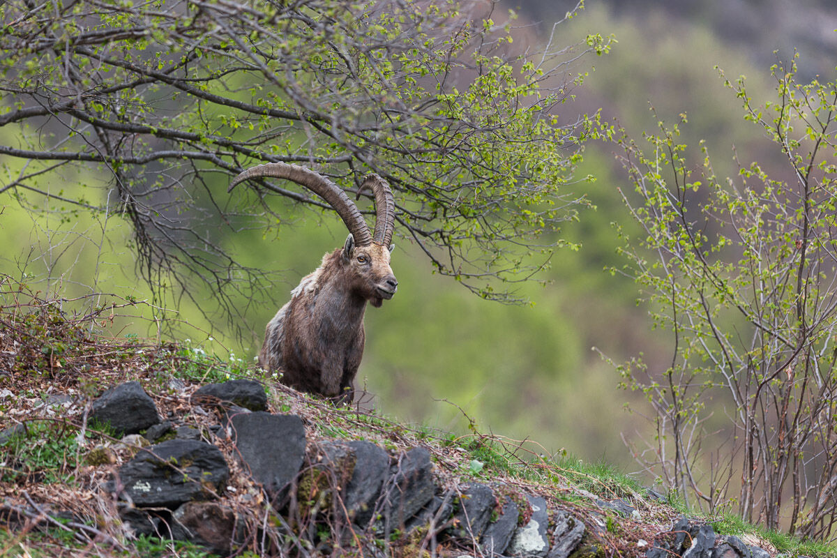 Stambecco ambientato al limitar del bosco ...