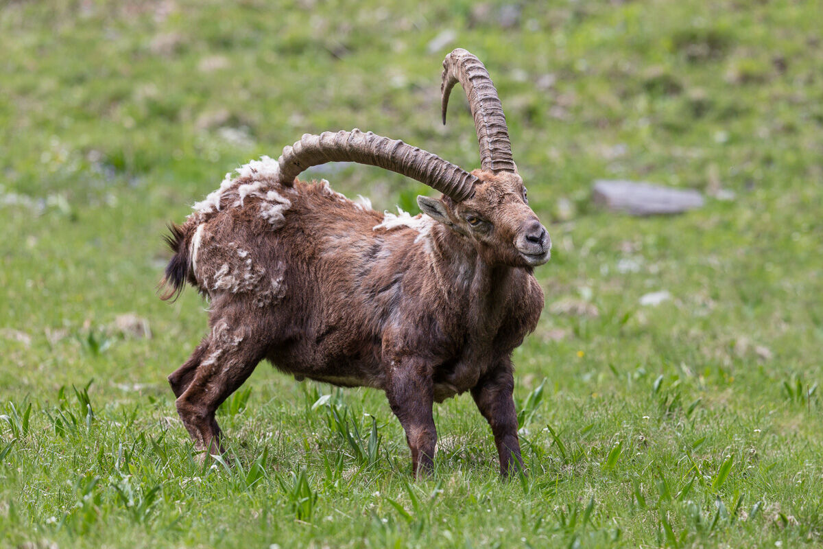 Una grattatina per liberarsi dal pelo invernale ...