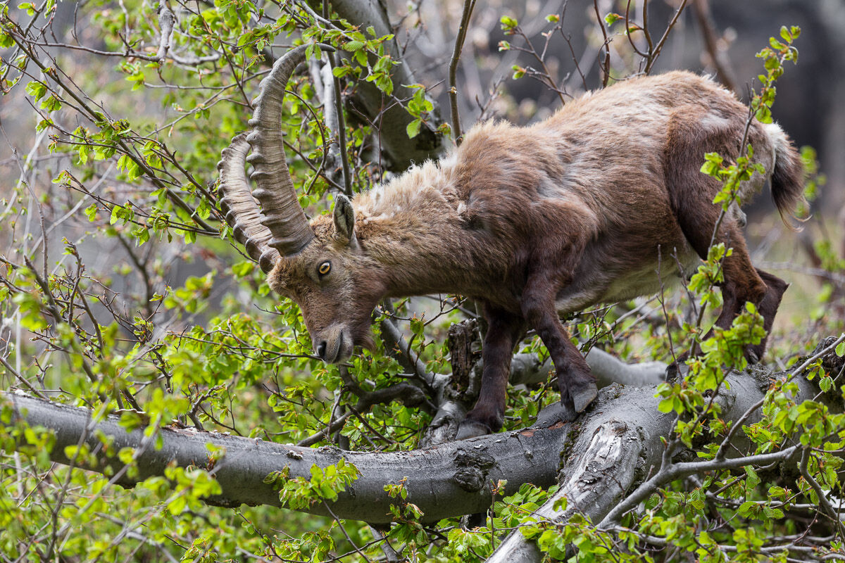 Giovane Stambecco arboricolo ...