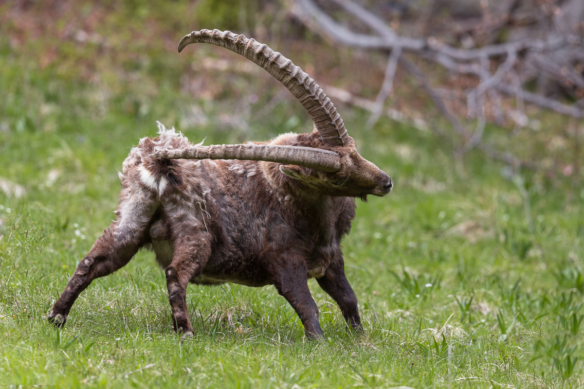 Che fastidio deve procurargli quel pelo che si stacca!