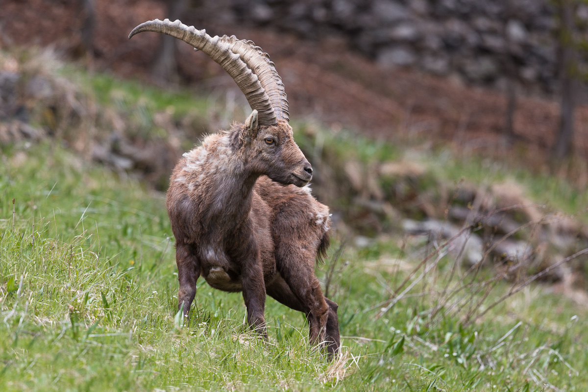 Stambecco maschio ...