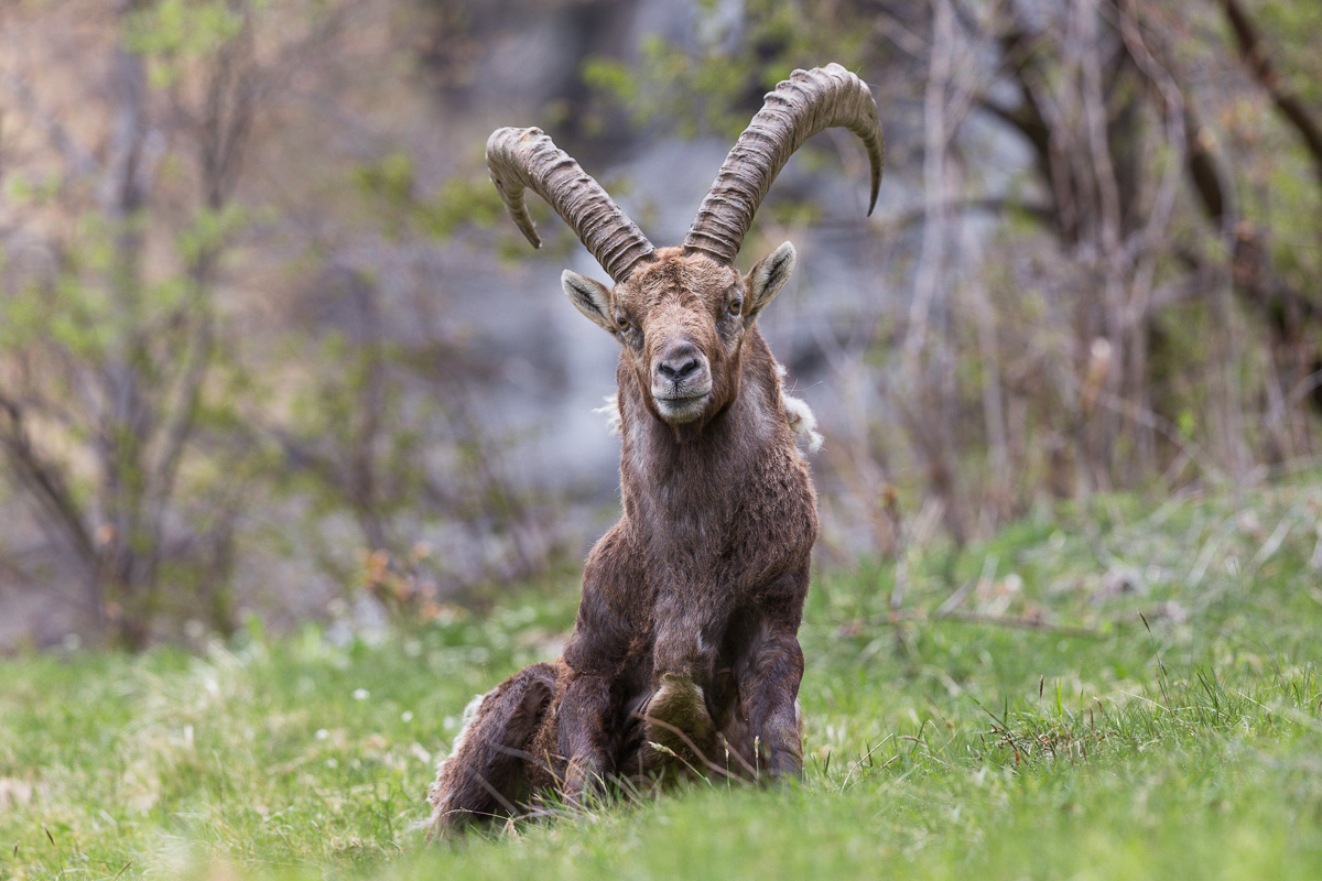 Mi osserva pacificamente ...
