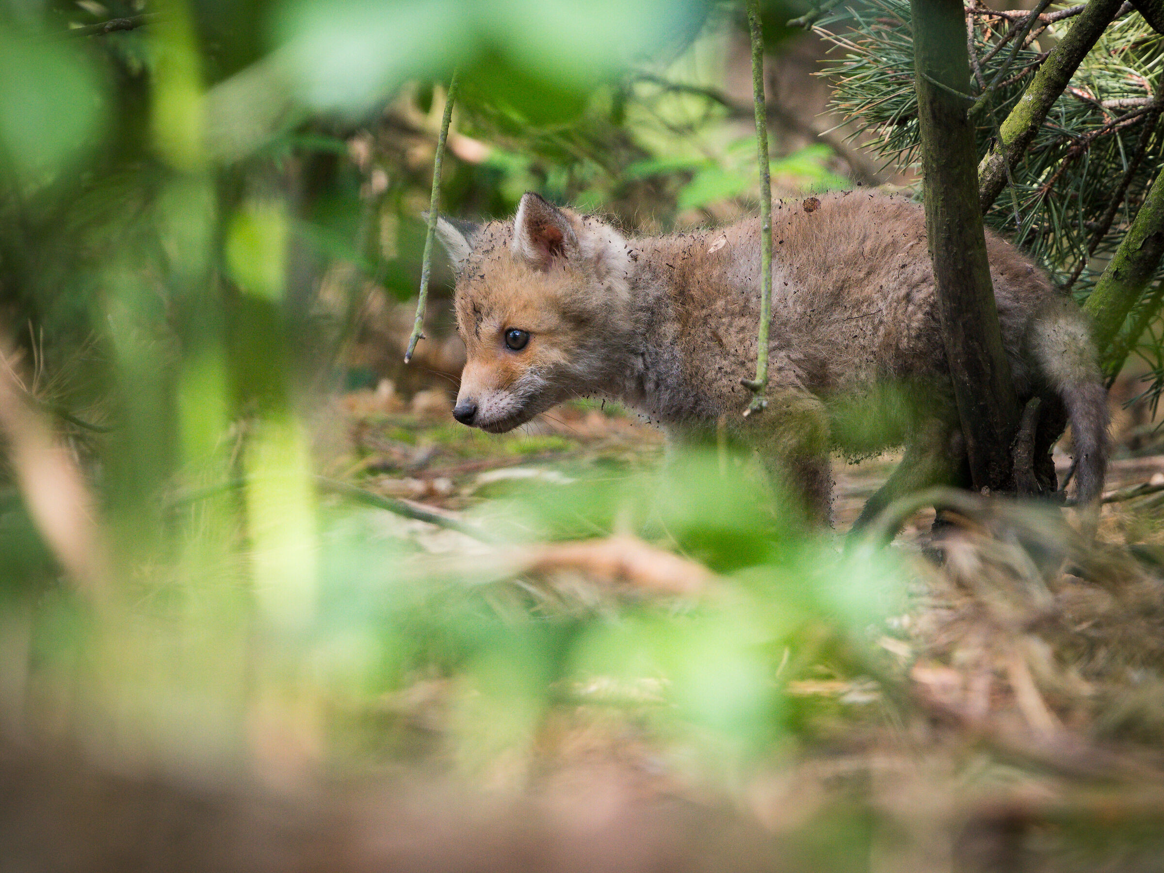 Volpe rossa (Vulpes vulpes)