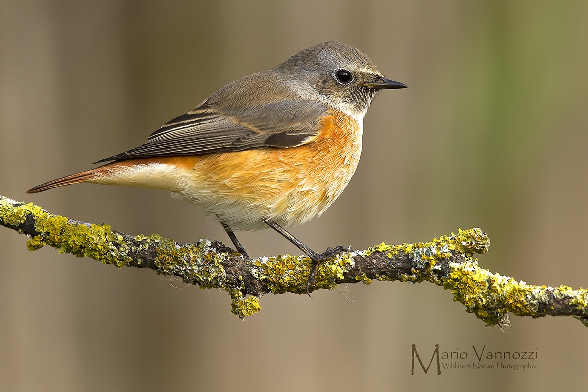 Redstart