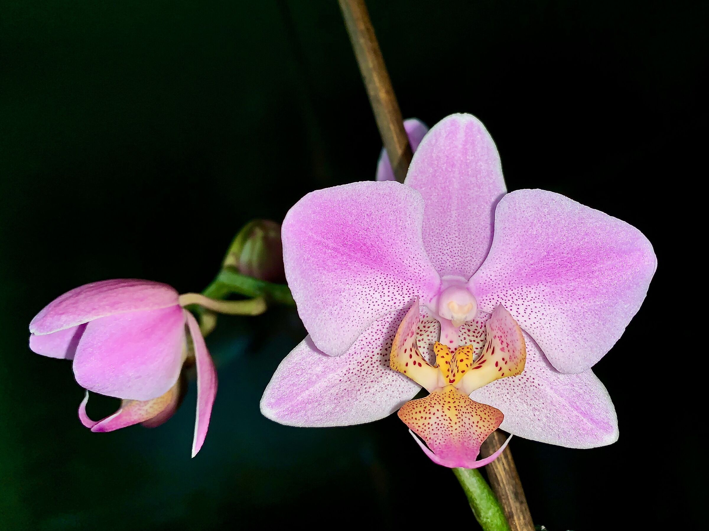 Orchid