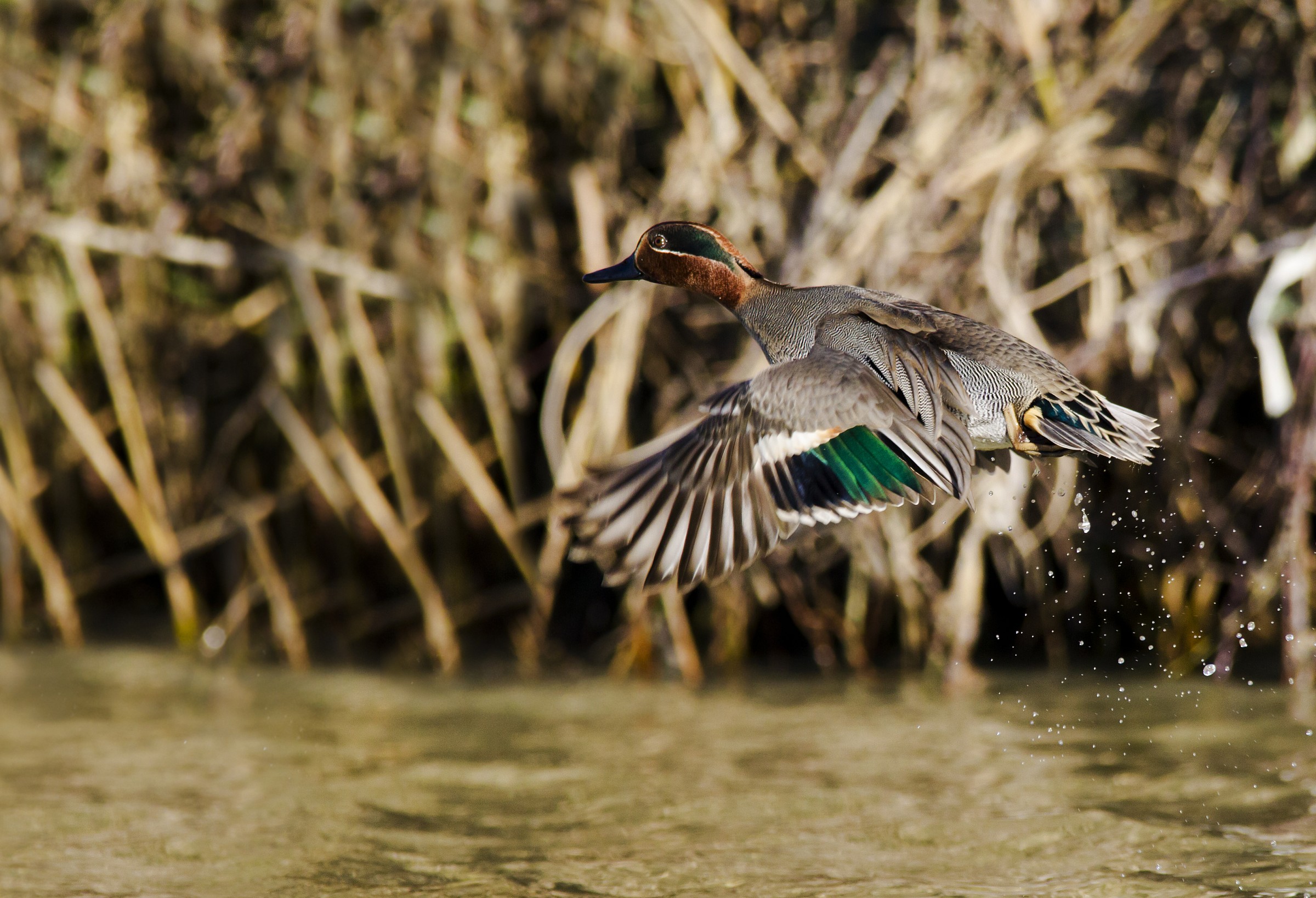 Teal in flight