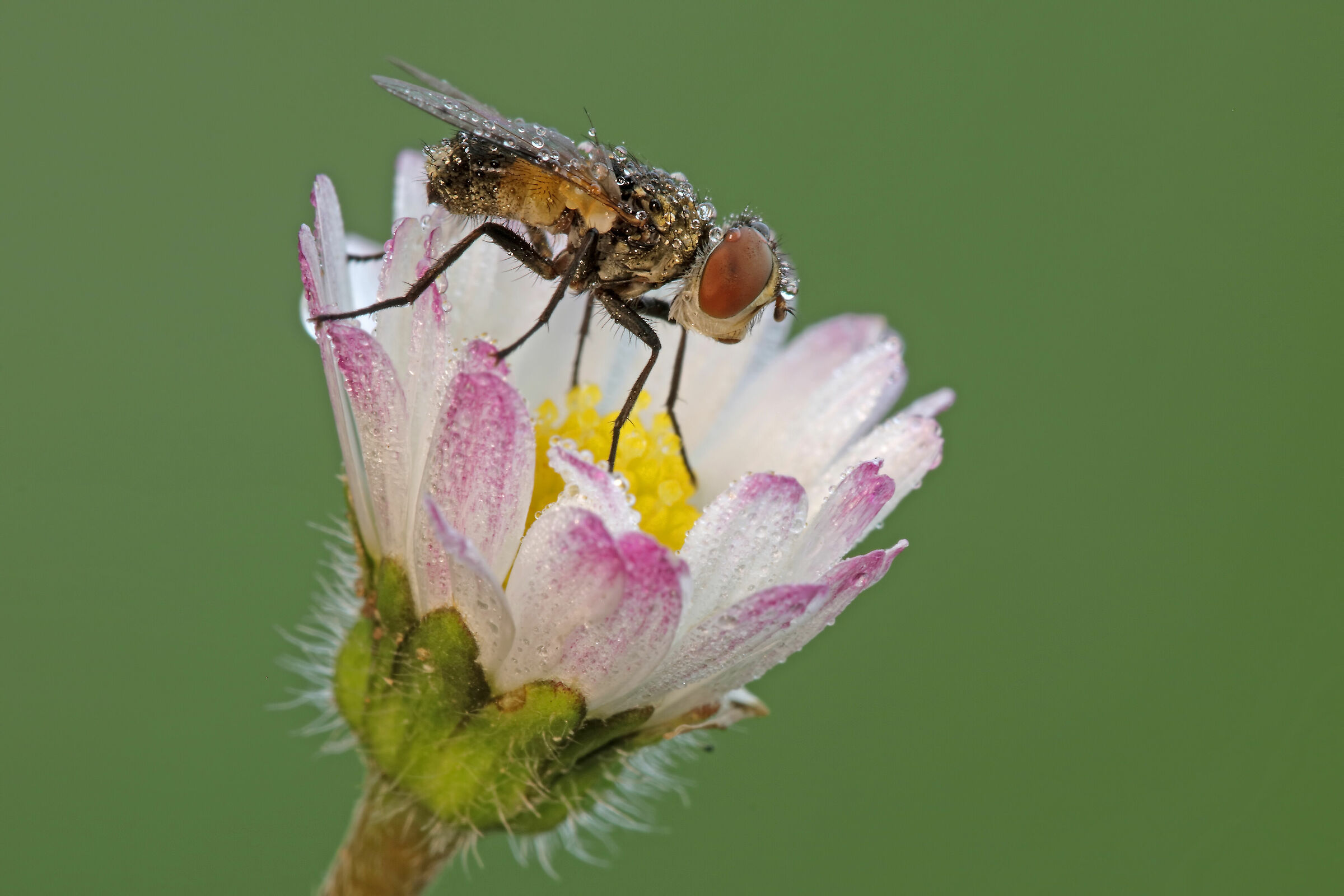 ... Small Ectophasia!!!