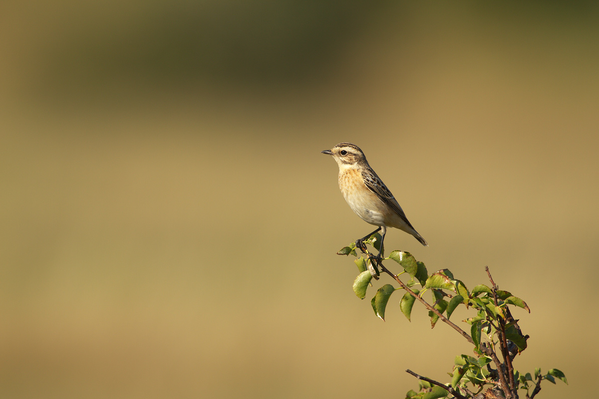 Whinchat