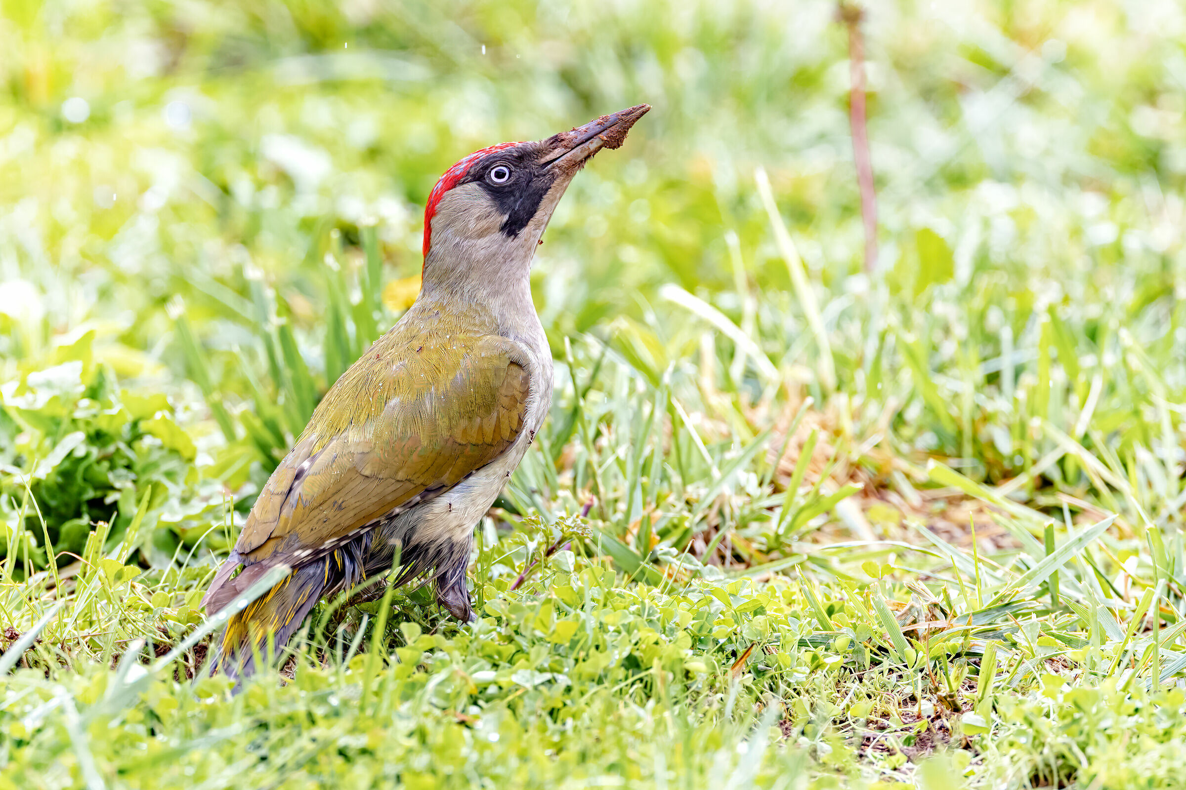 Green Woodpeckers-Garden