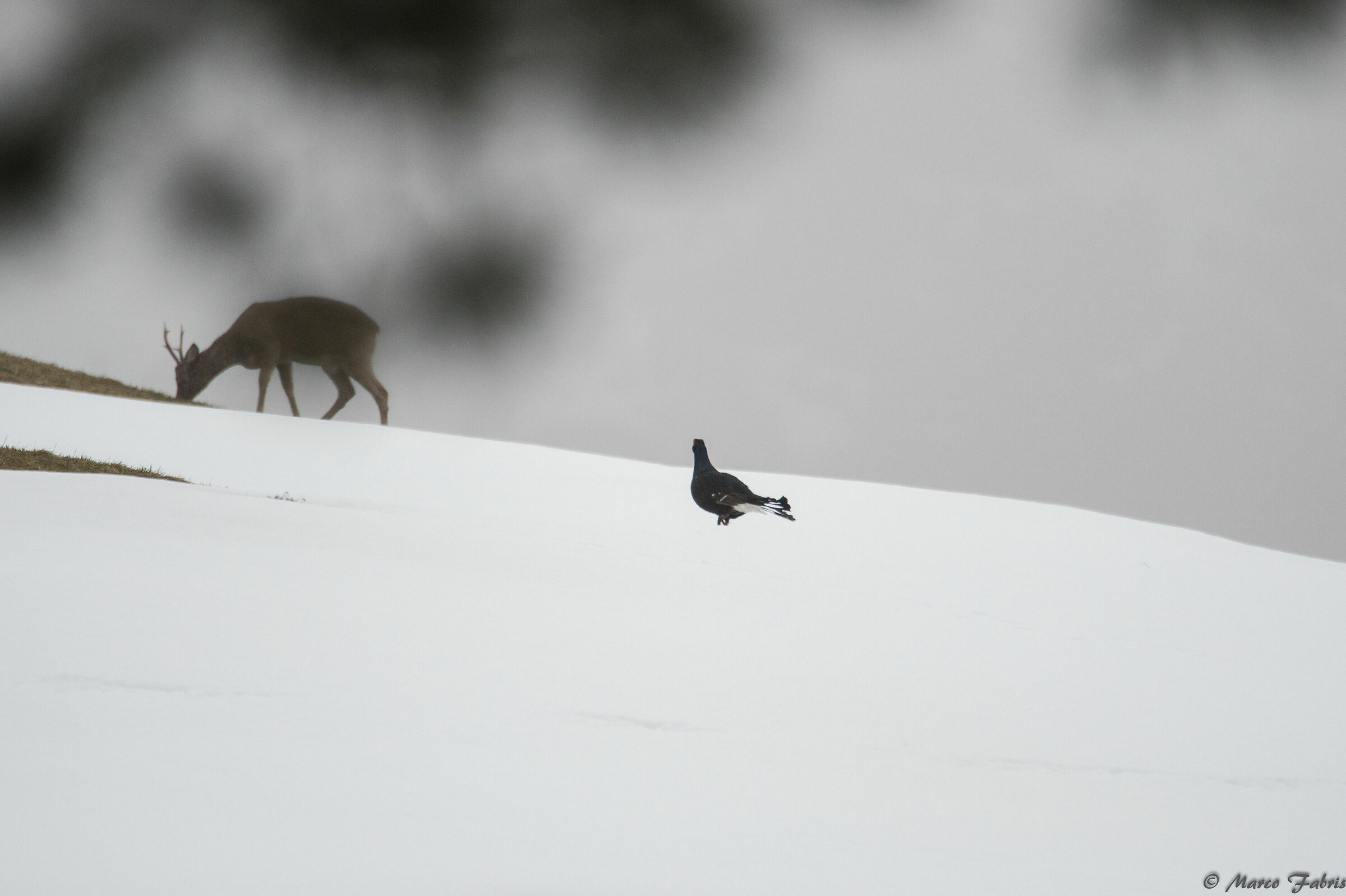 For the Bale! This is Zpna Mia!