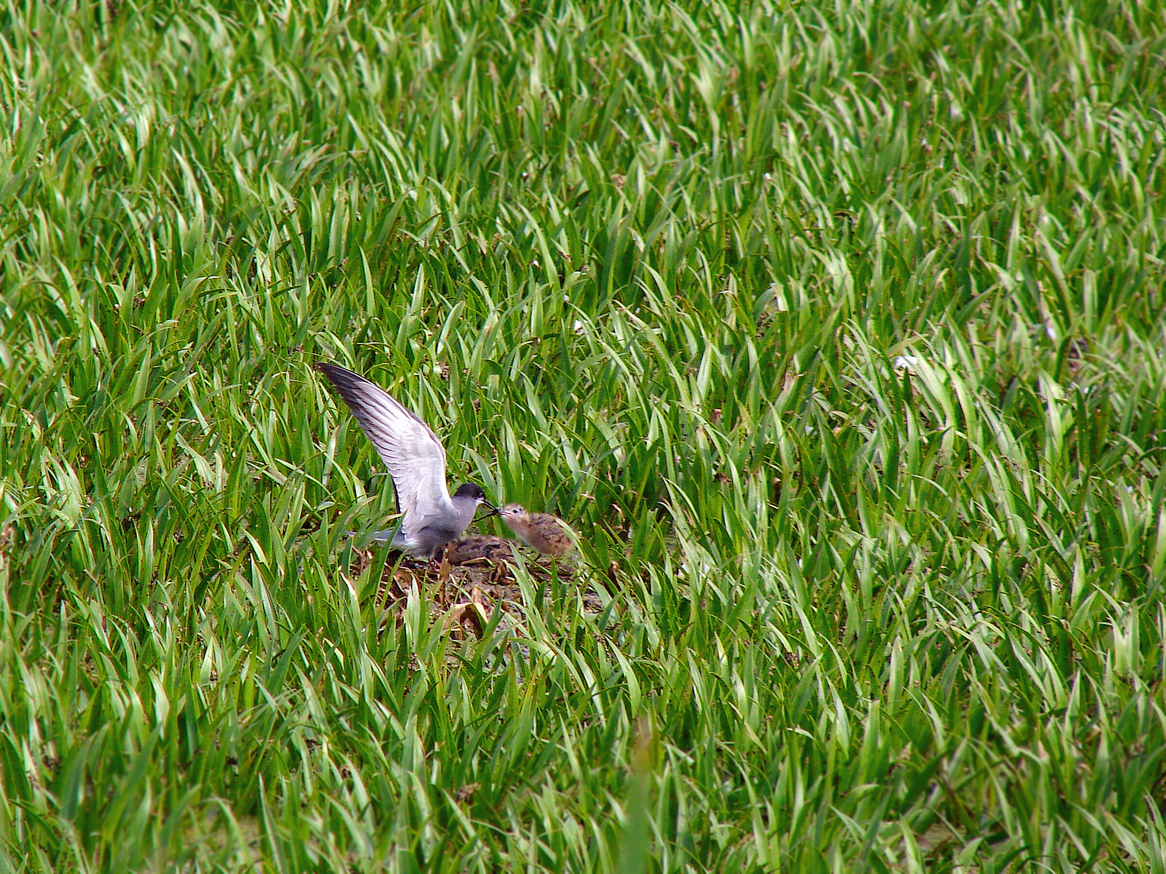 Rybitwa (Chlidonias niger)