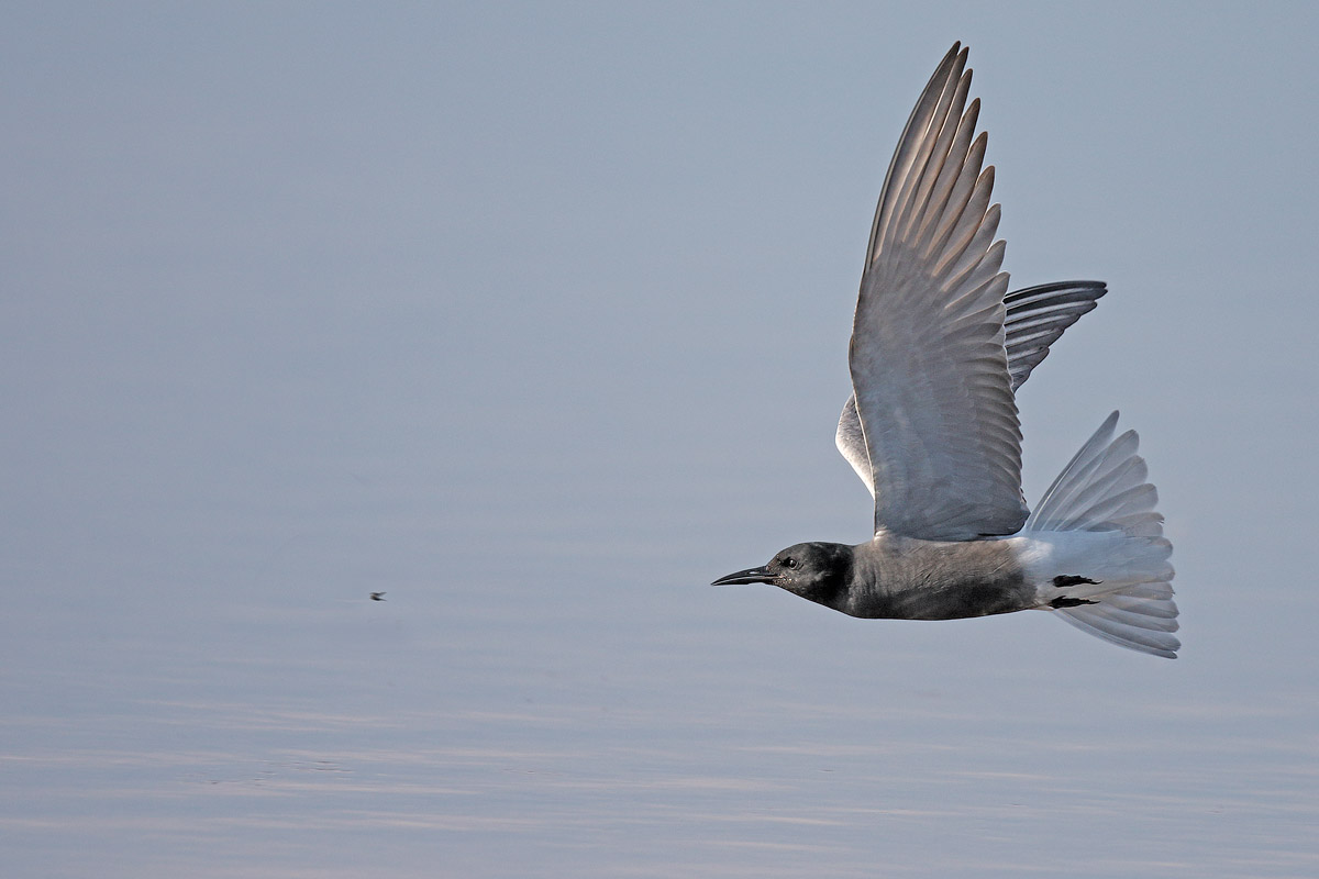 Black Tern