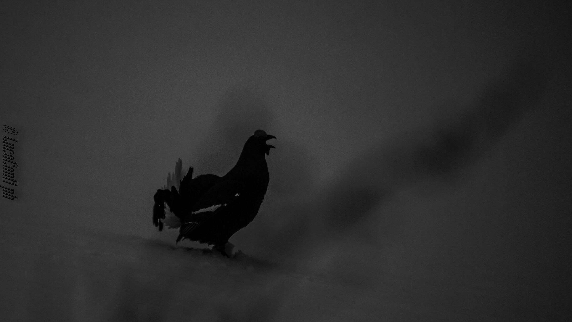 Singing Arena of the Gallo Forcello (Valsassina LC)