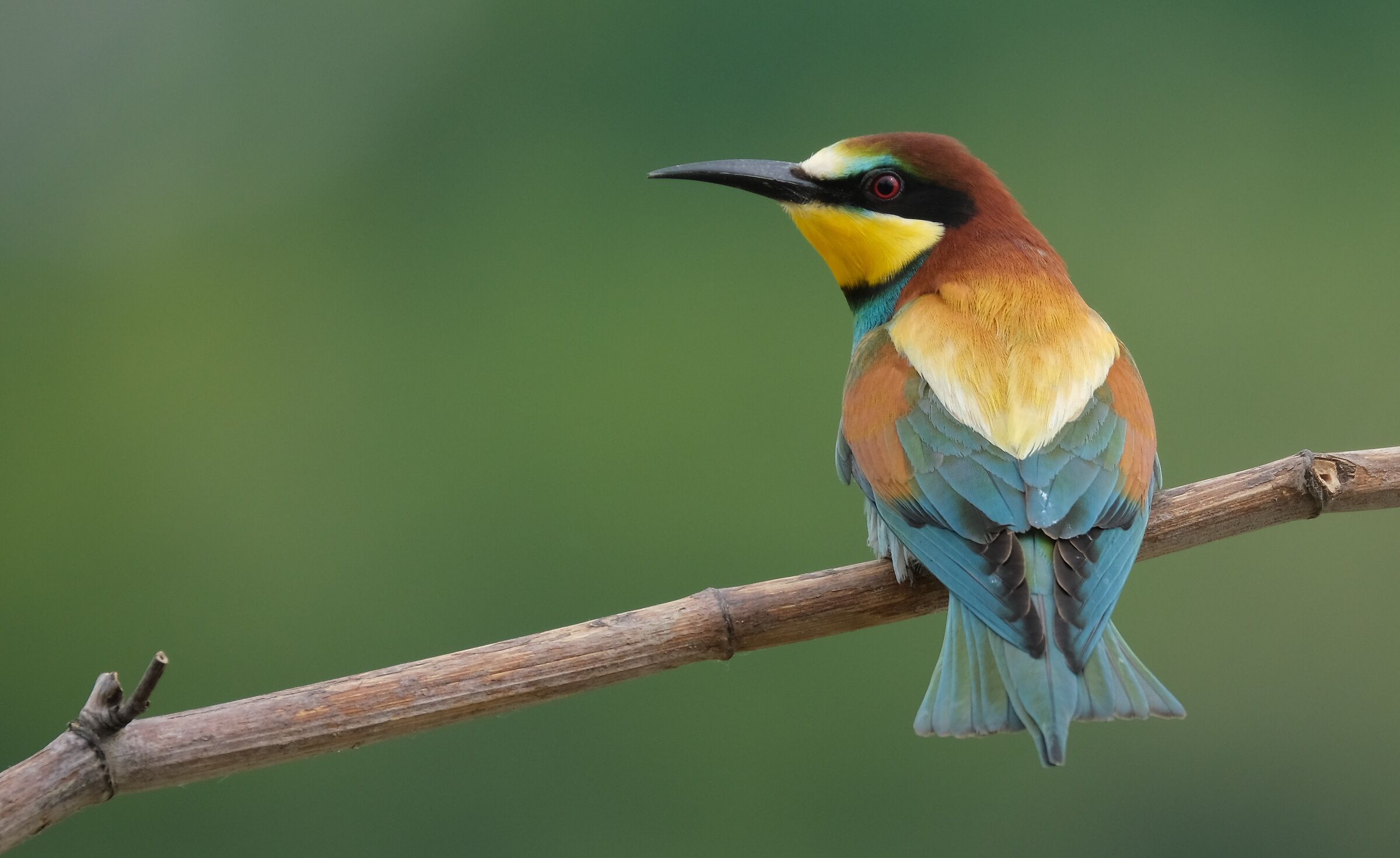 Bee-eater