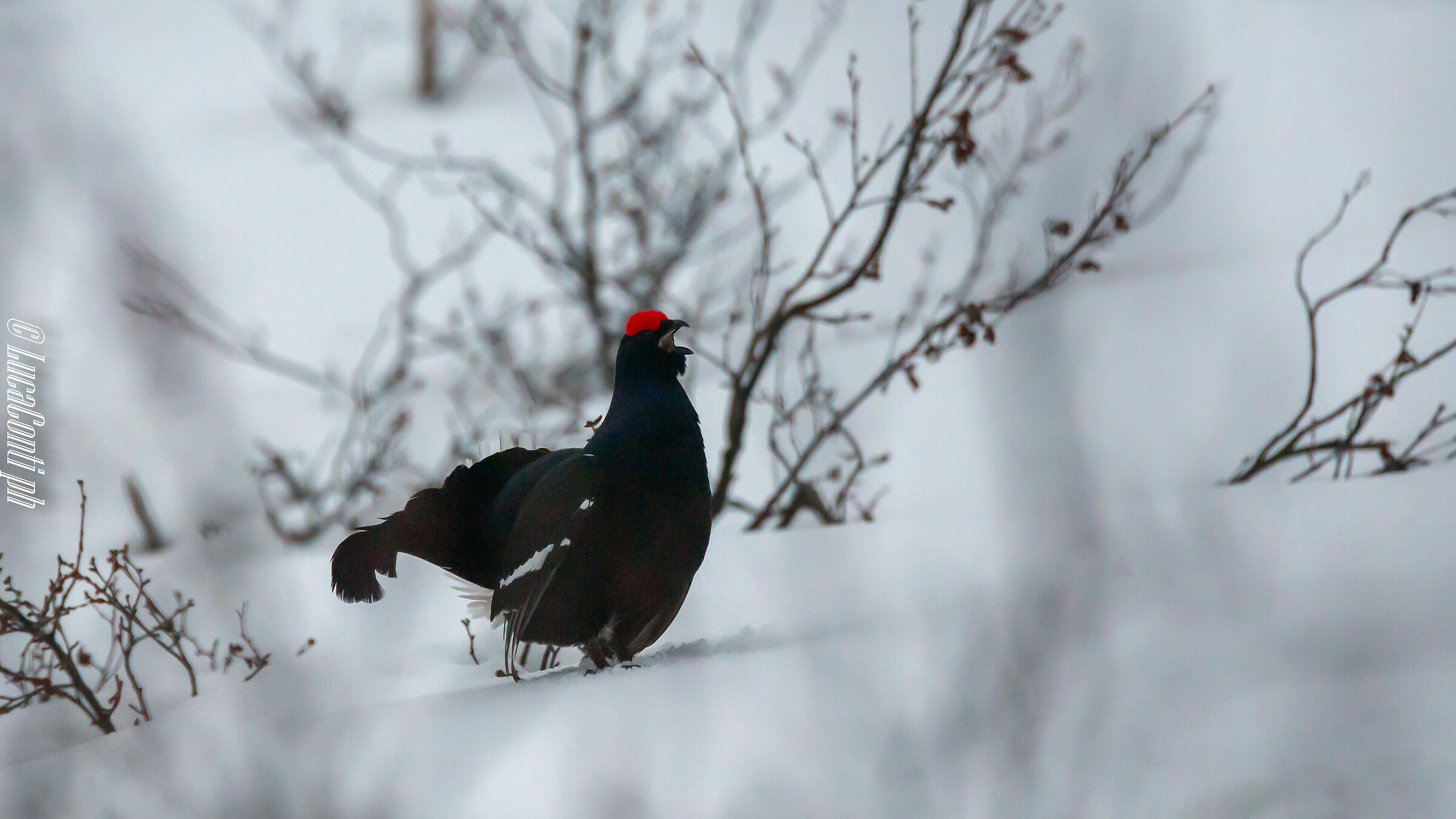 Arena di canto del Gallo Forcello (Valsassina LC)