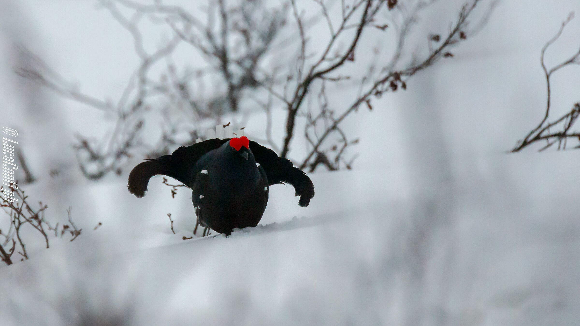 Arena di canto del Gallo Forcello (Valsassina LC)