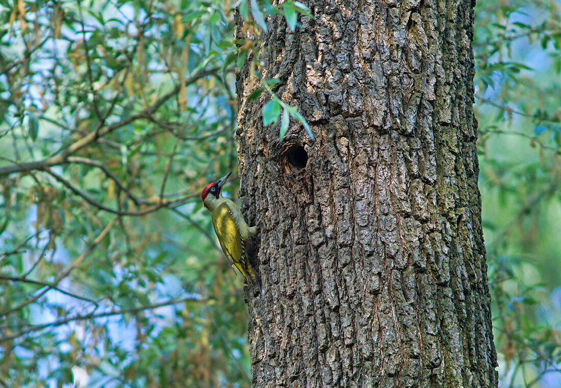 Picchio verde in attesa del cambio