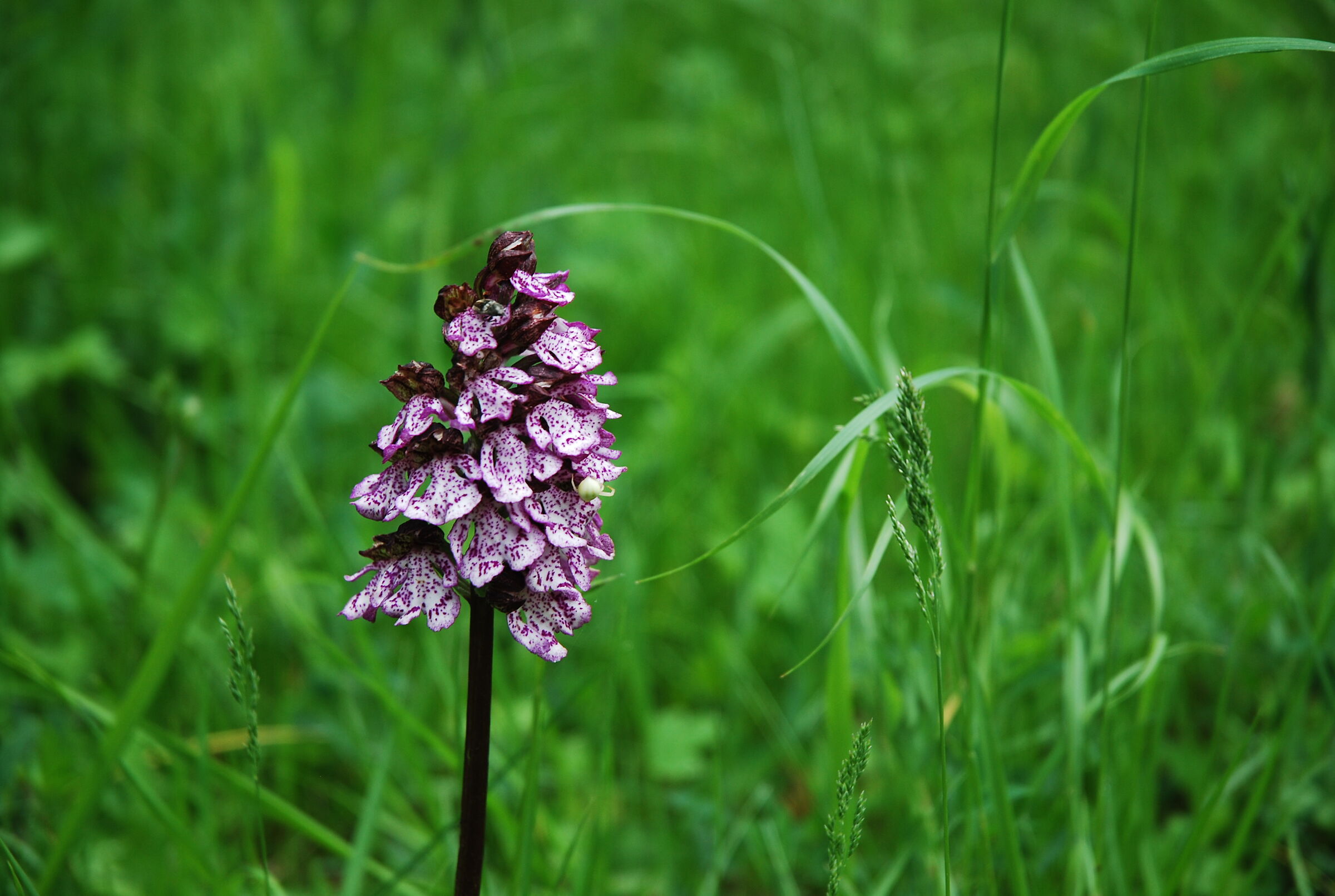 Orchidea di montagna