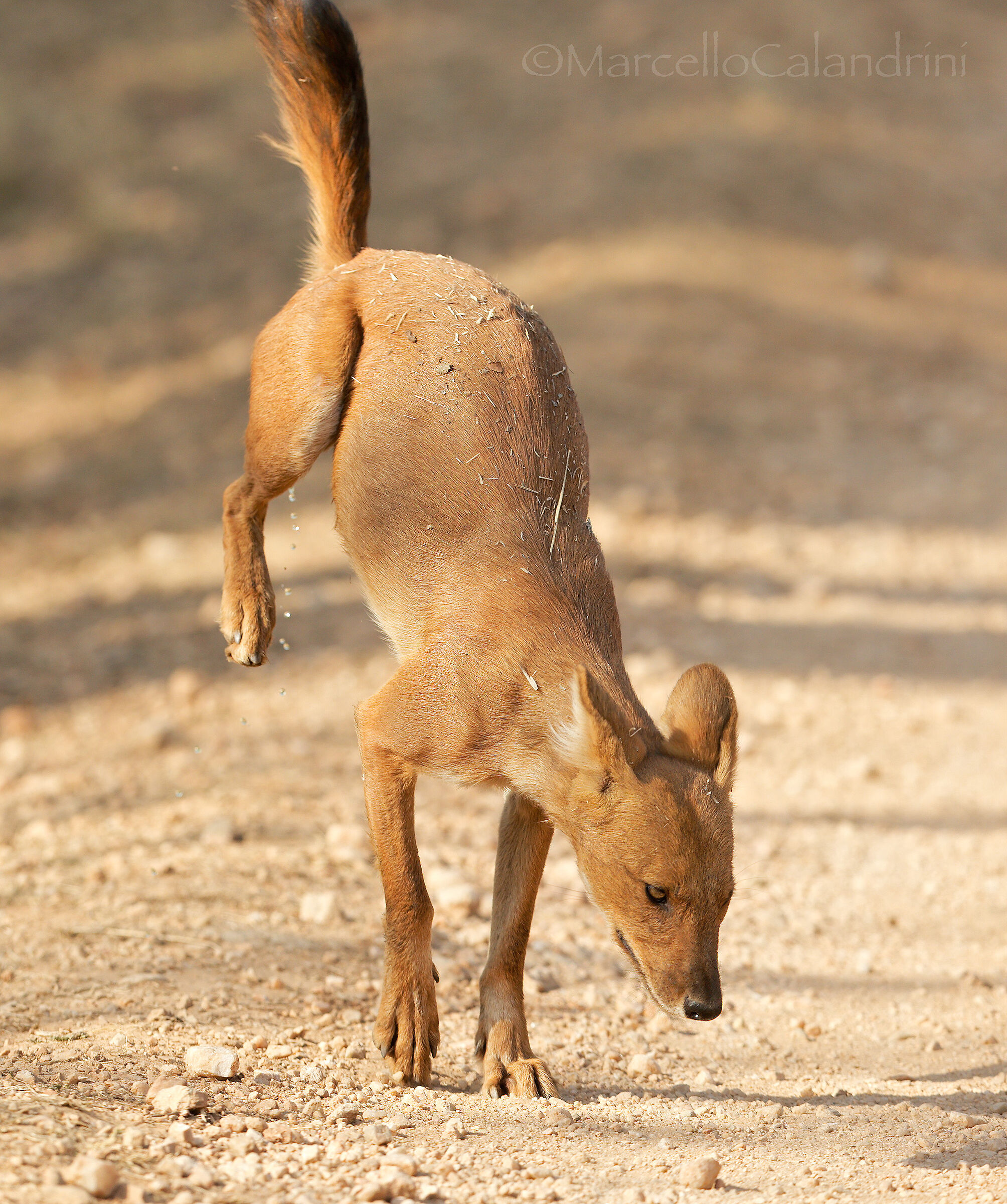 Dhole
