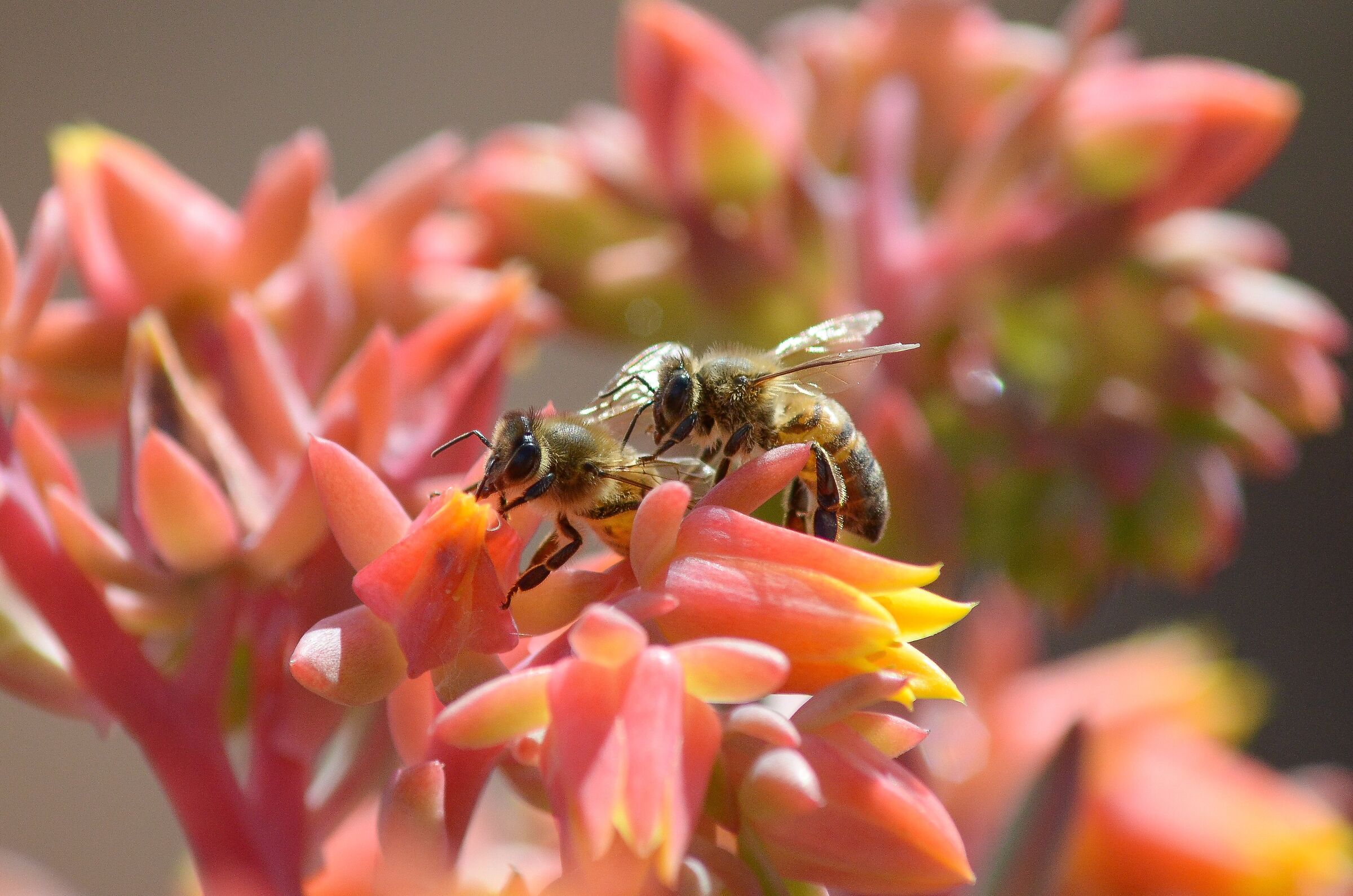 In two you do before