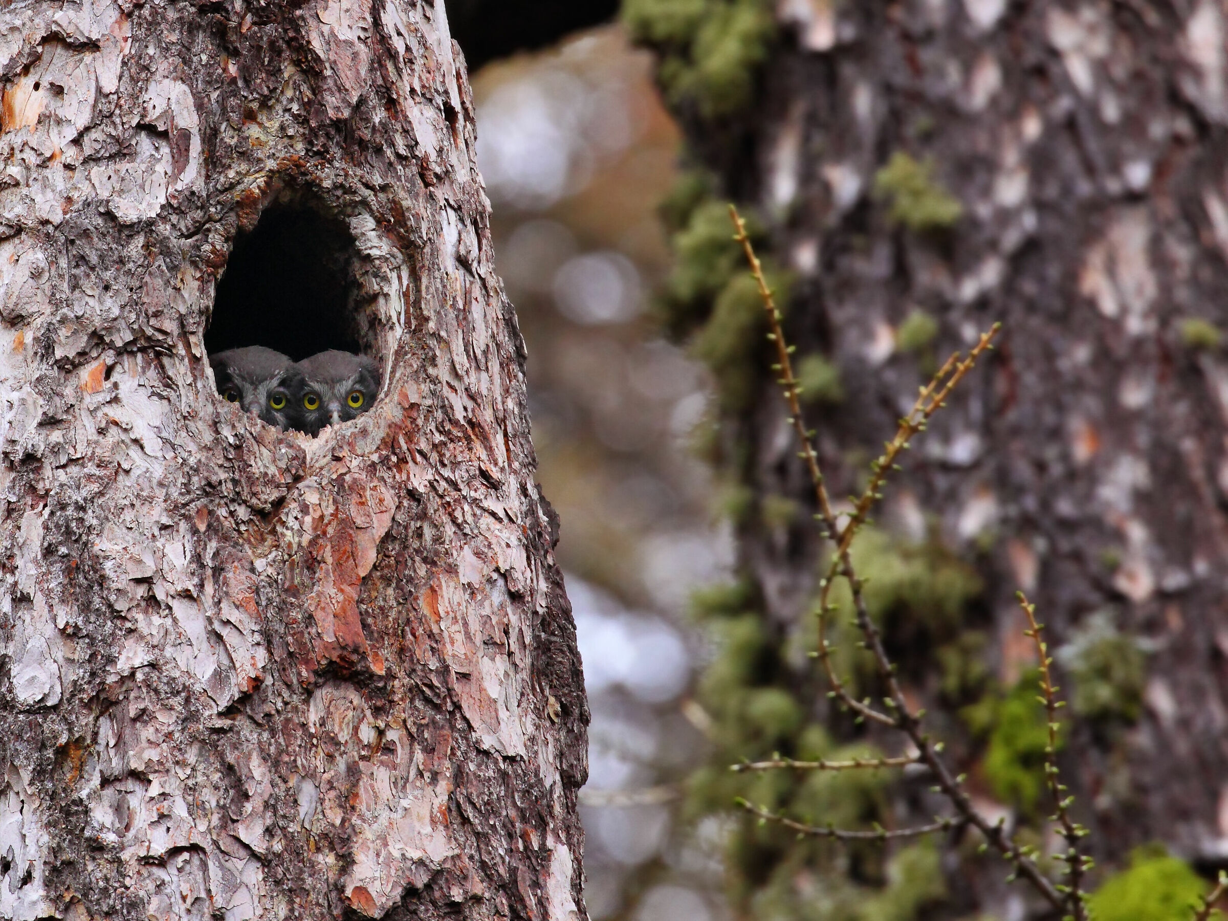 Le civette del bosco delle Miande