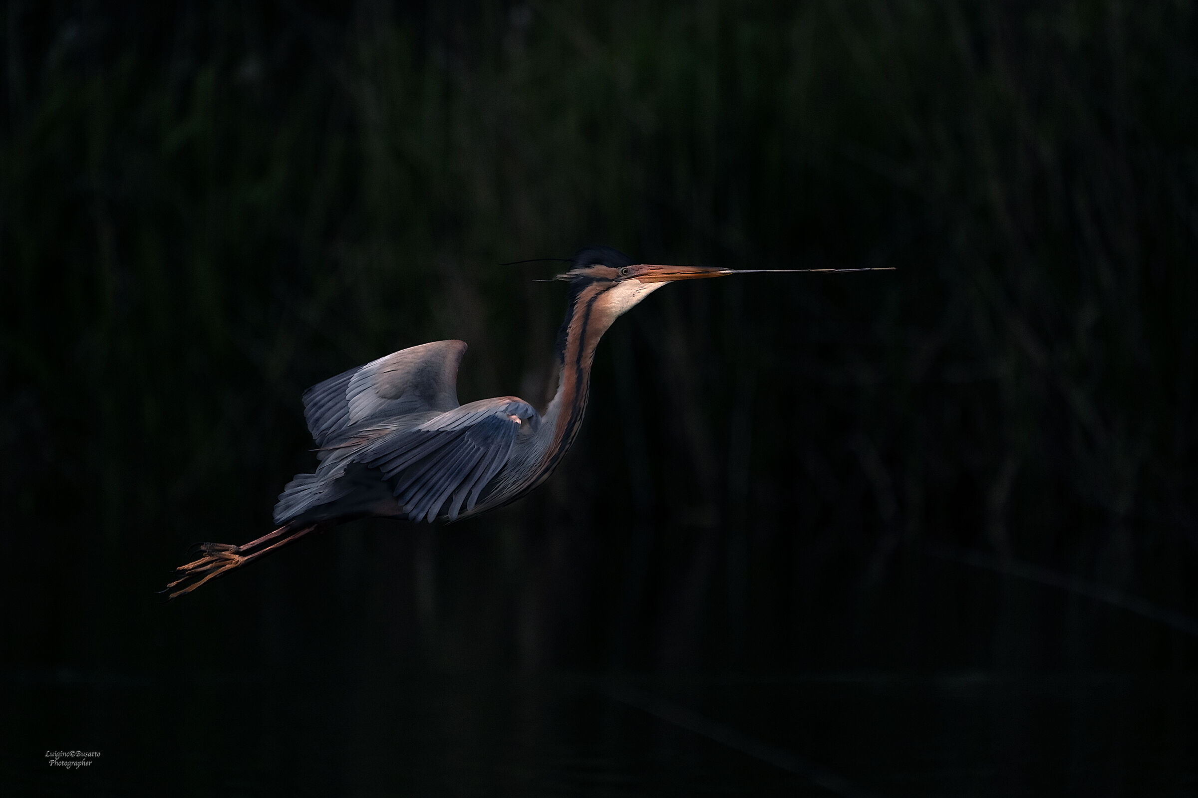 Airone Rosso con ramo per il nido
