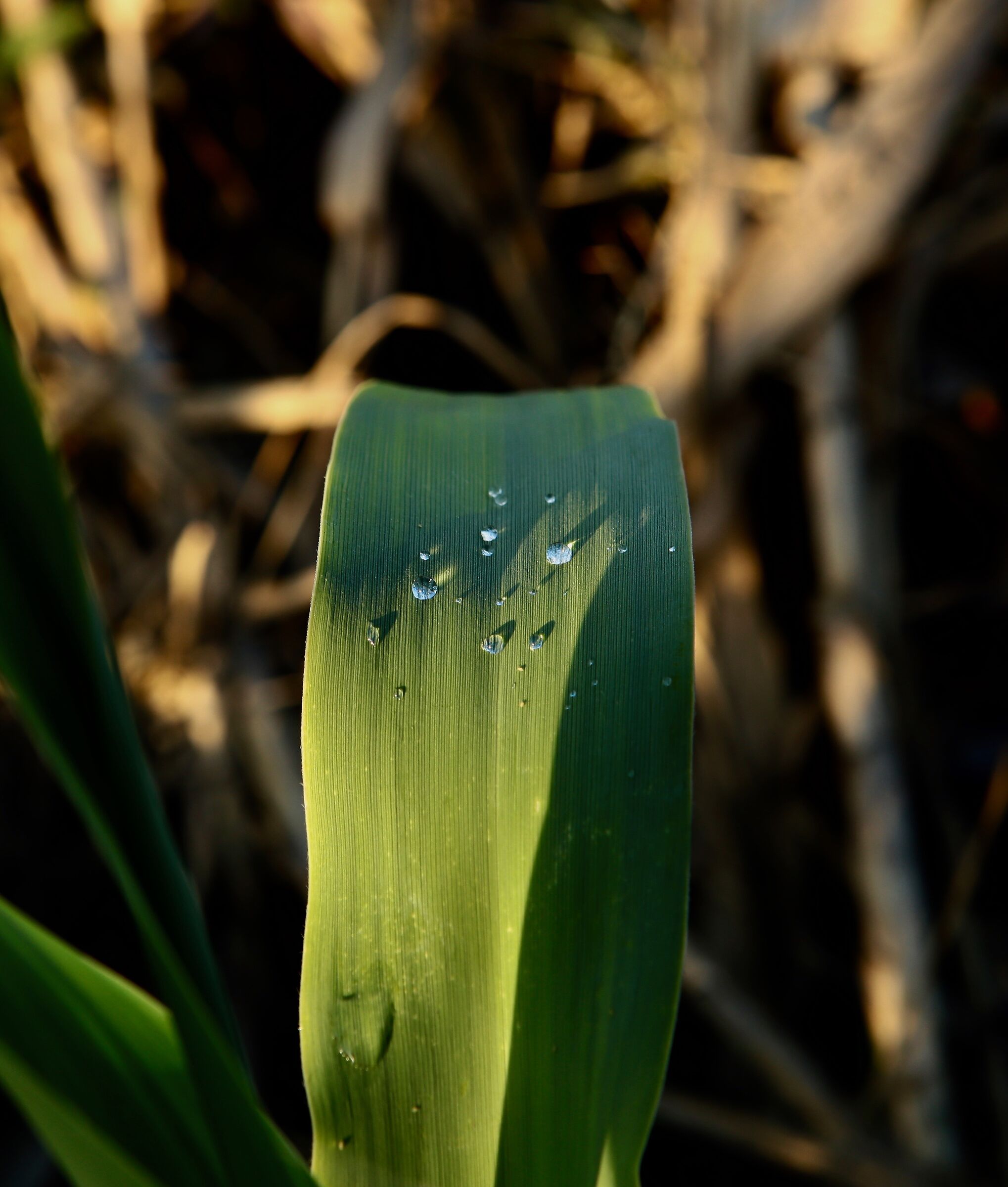 Sfida alla gravita'.