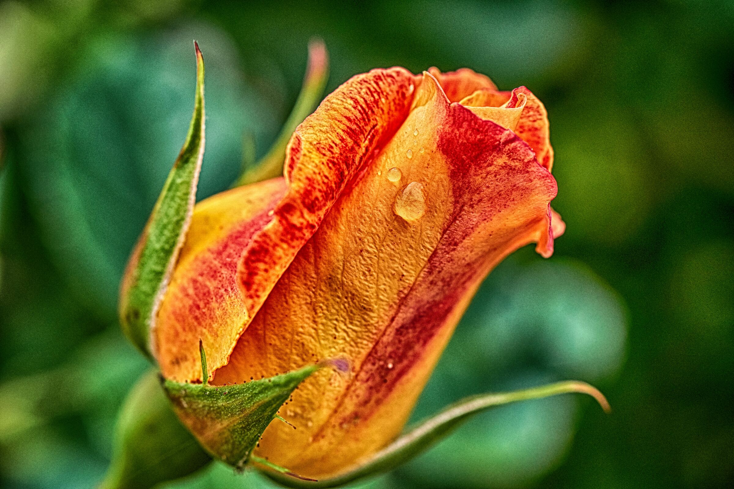 The Drop and the Rose