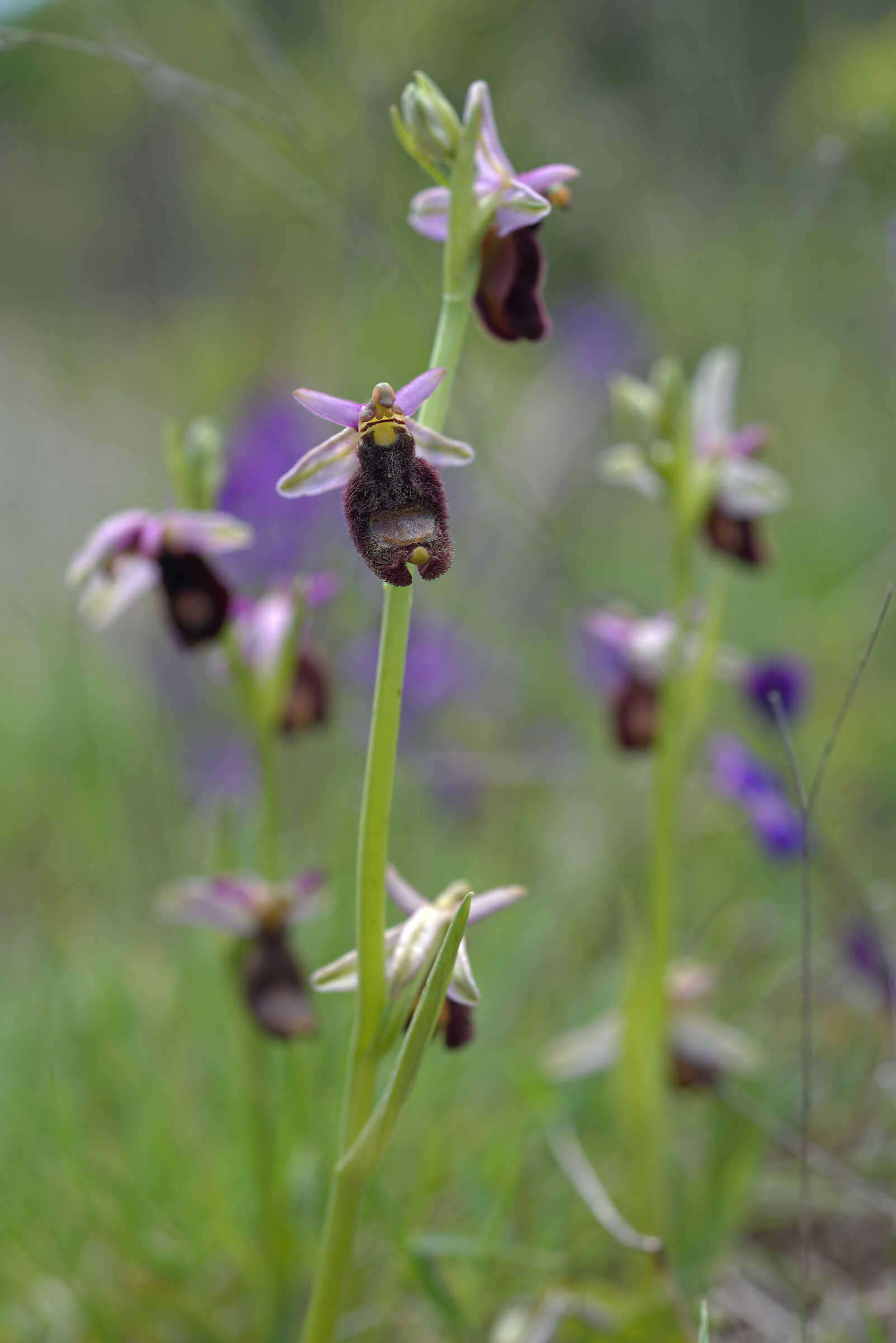 Ophrys bertolonii