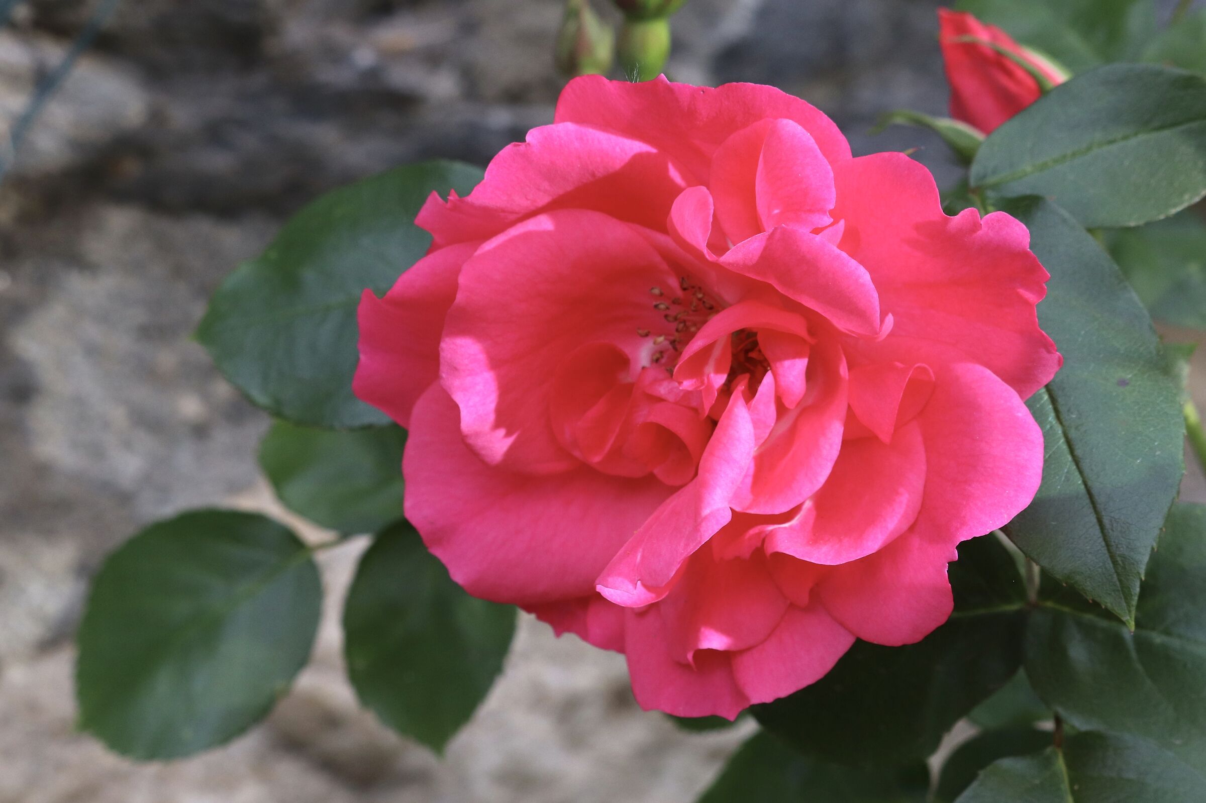 Ritratto di... Rosina