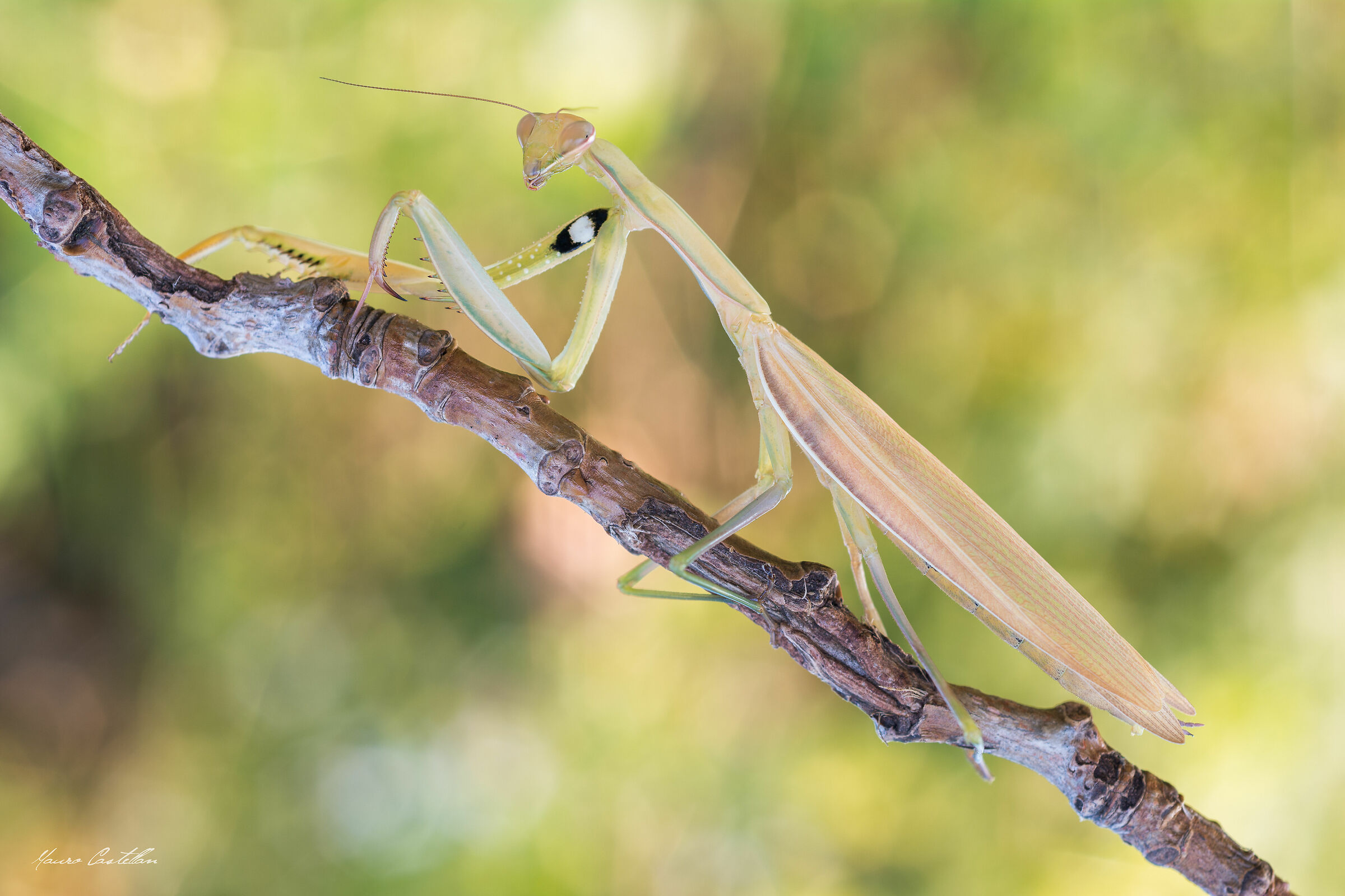 Praying mantis