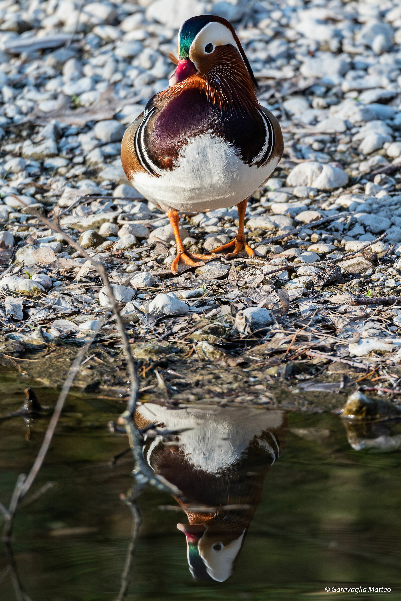 Not only do we humans look at each other in the mirror