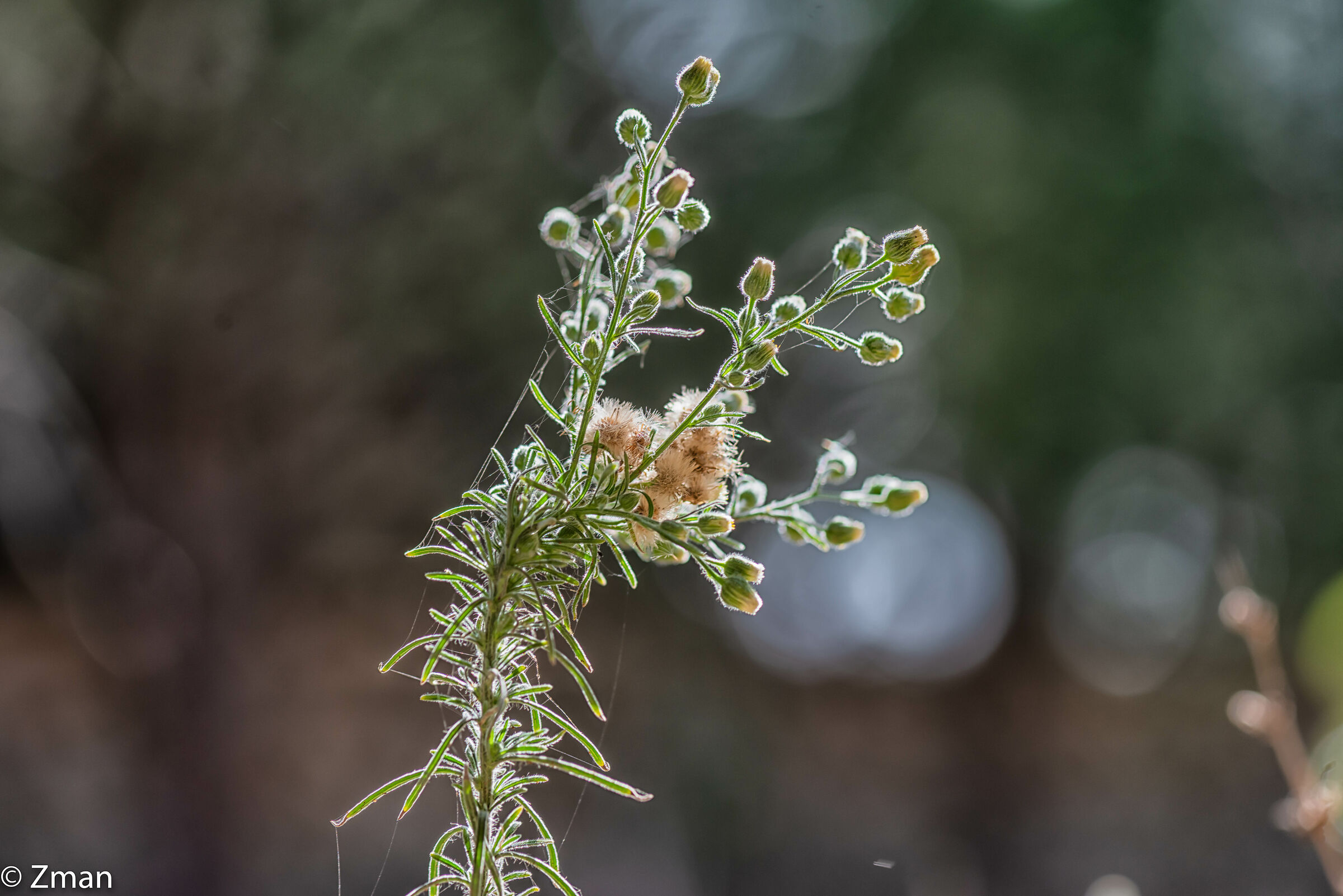 Fiori selvatici