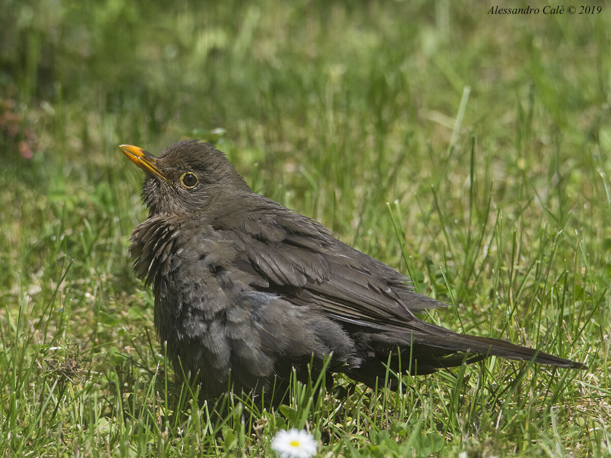 Turdus merula (Merlo F) 1054