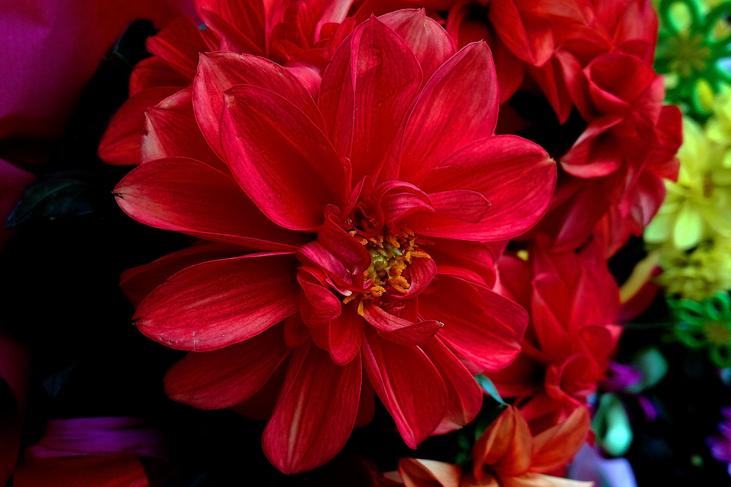 Petali rosso fuoco