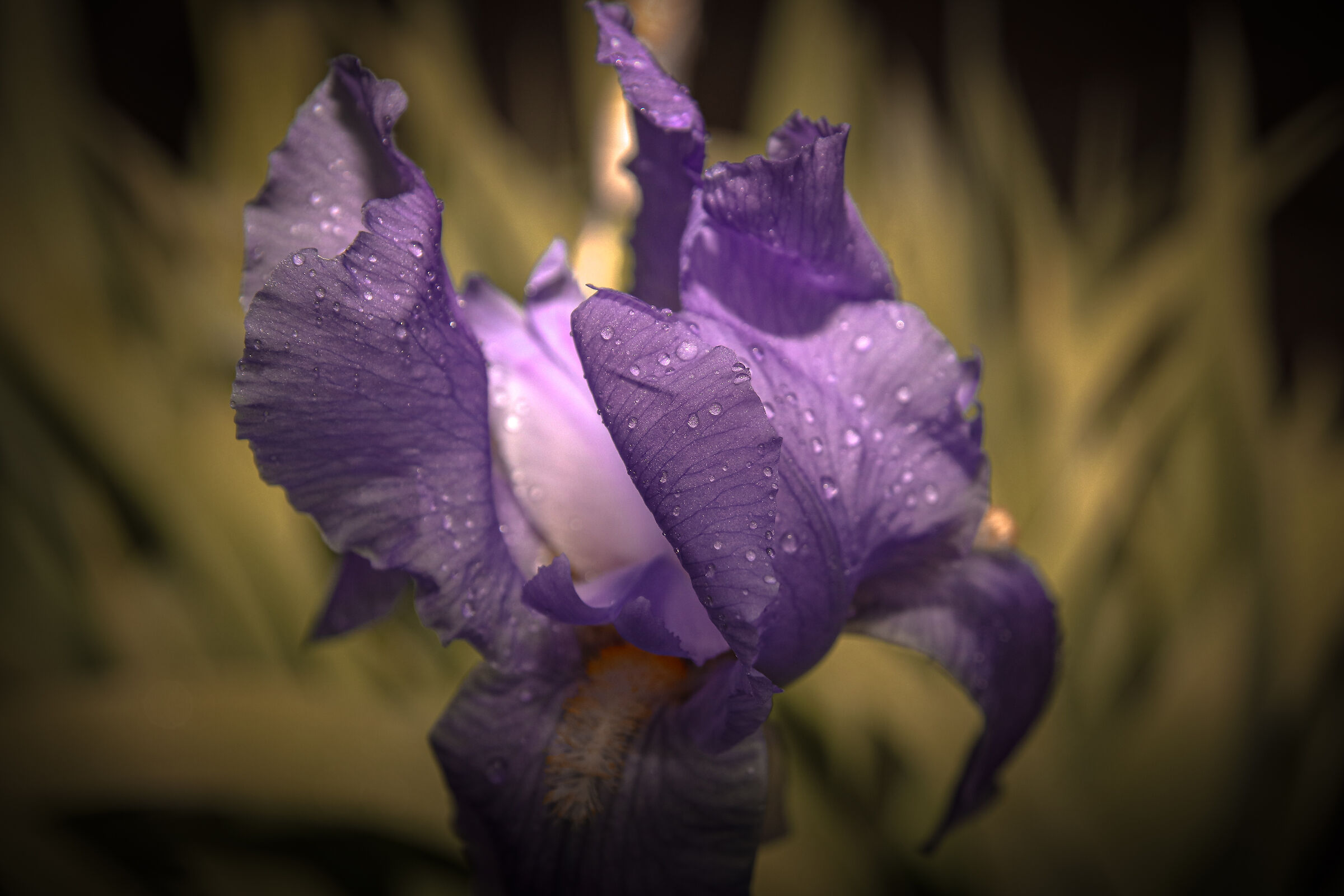 Fiori