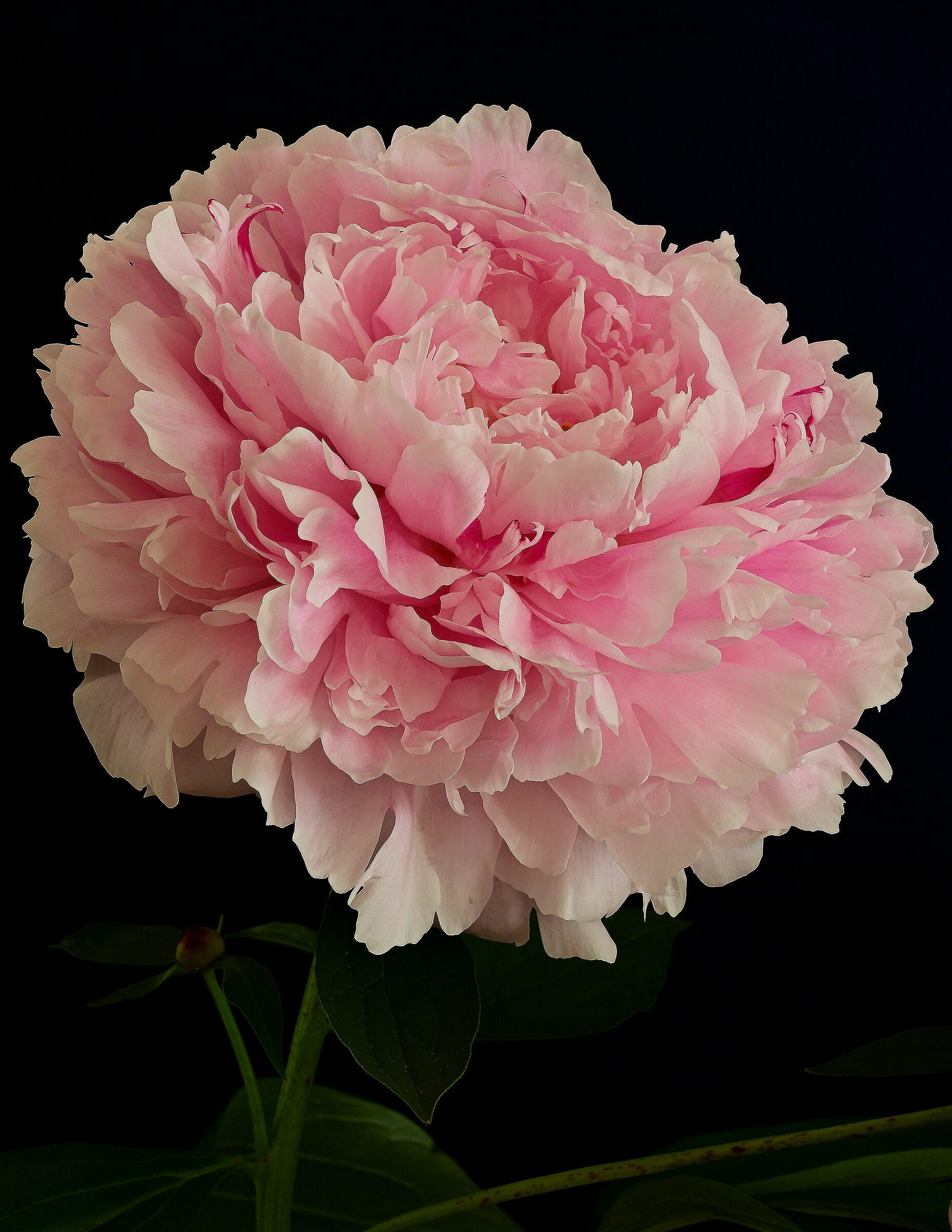 peonia