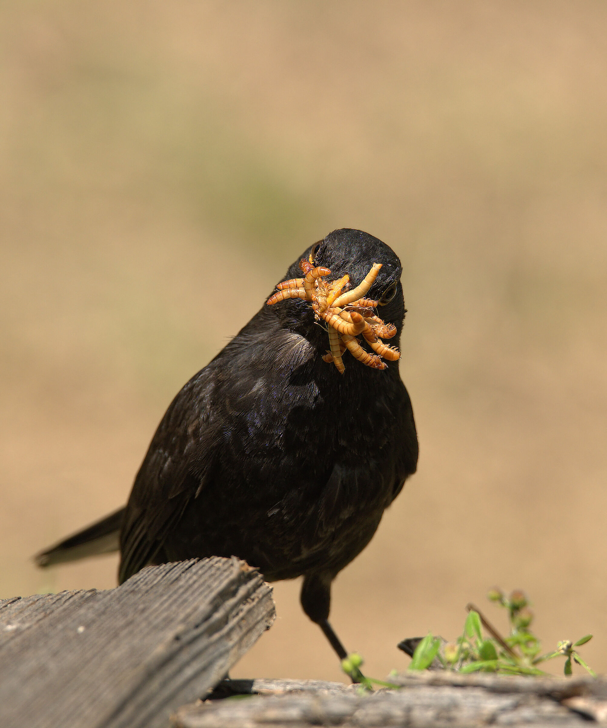Male Blackbird