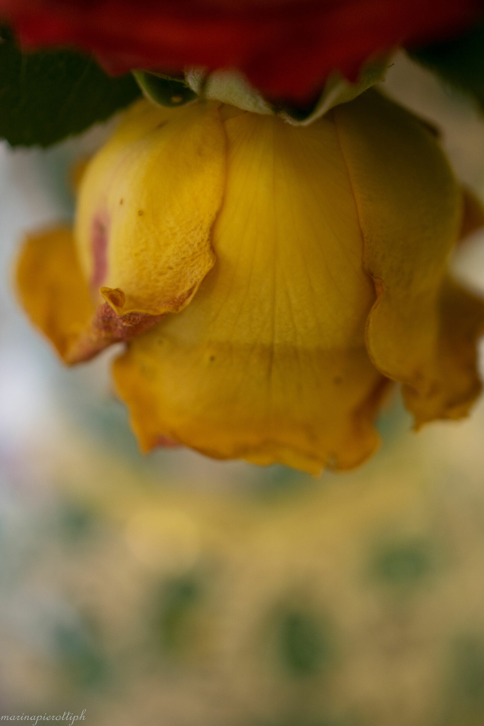 A rose is always a rose!!!!