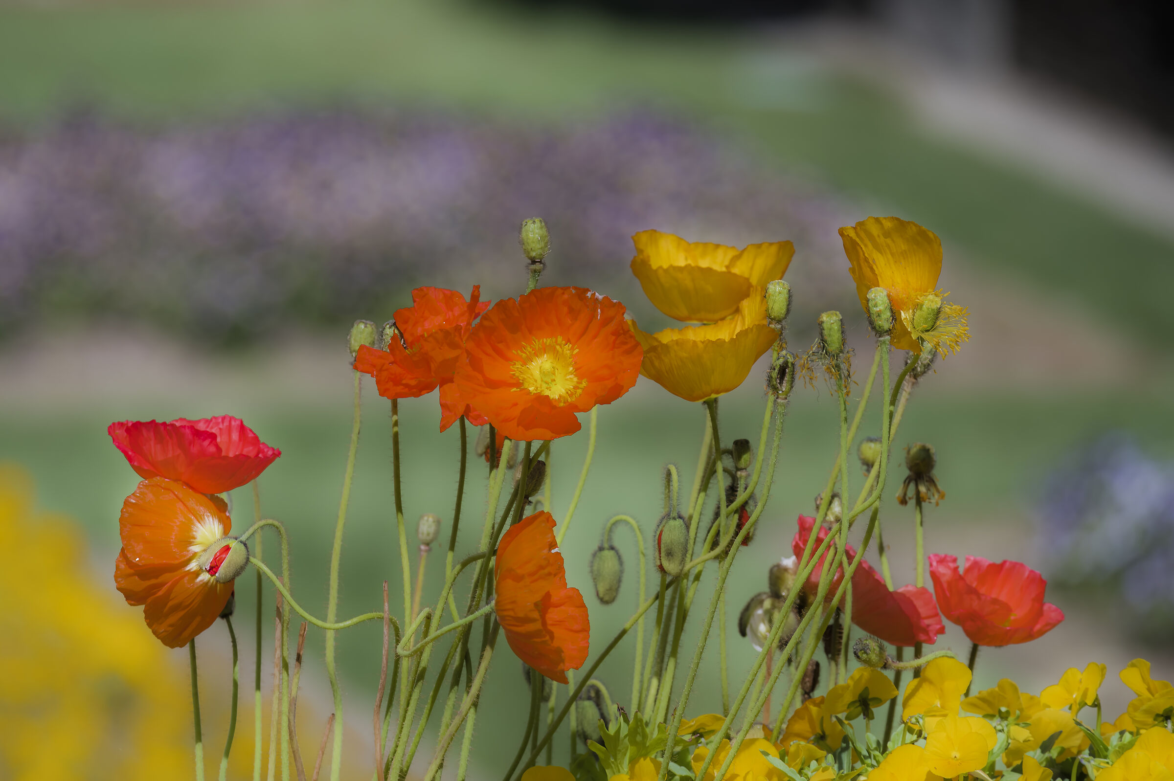 Primavera, nonostante tutto
