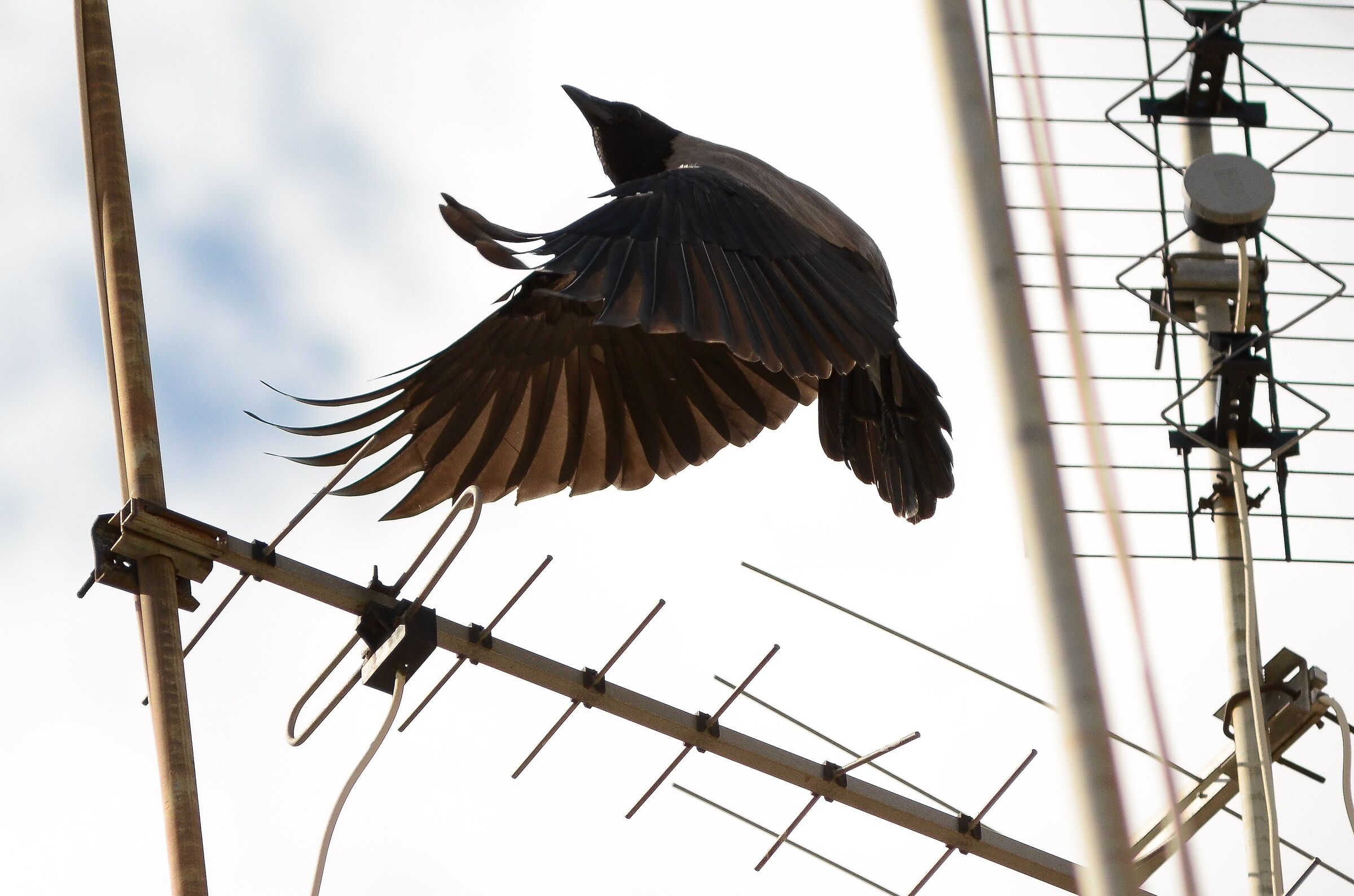 Between the Antennas